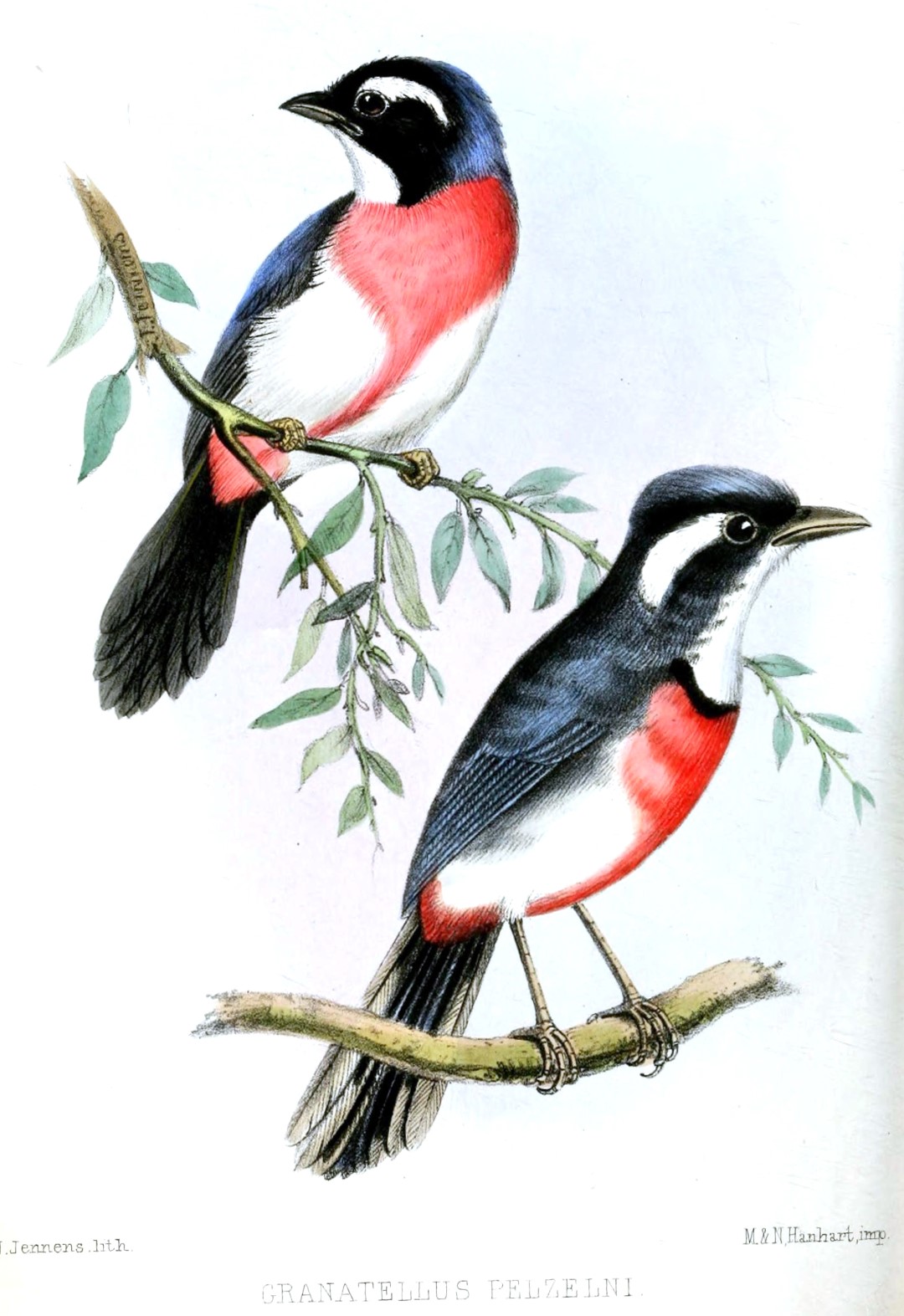 Red-throated Ant Tanager