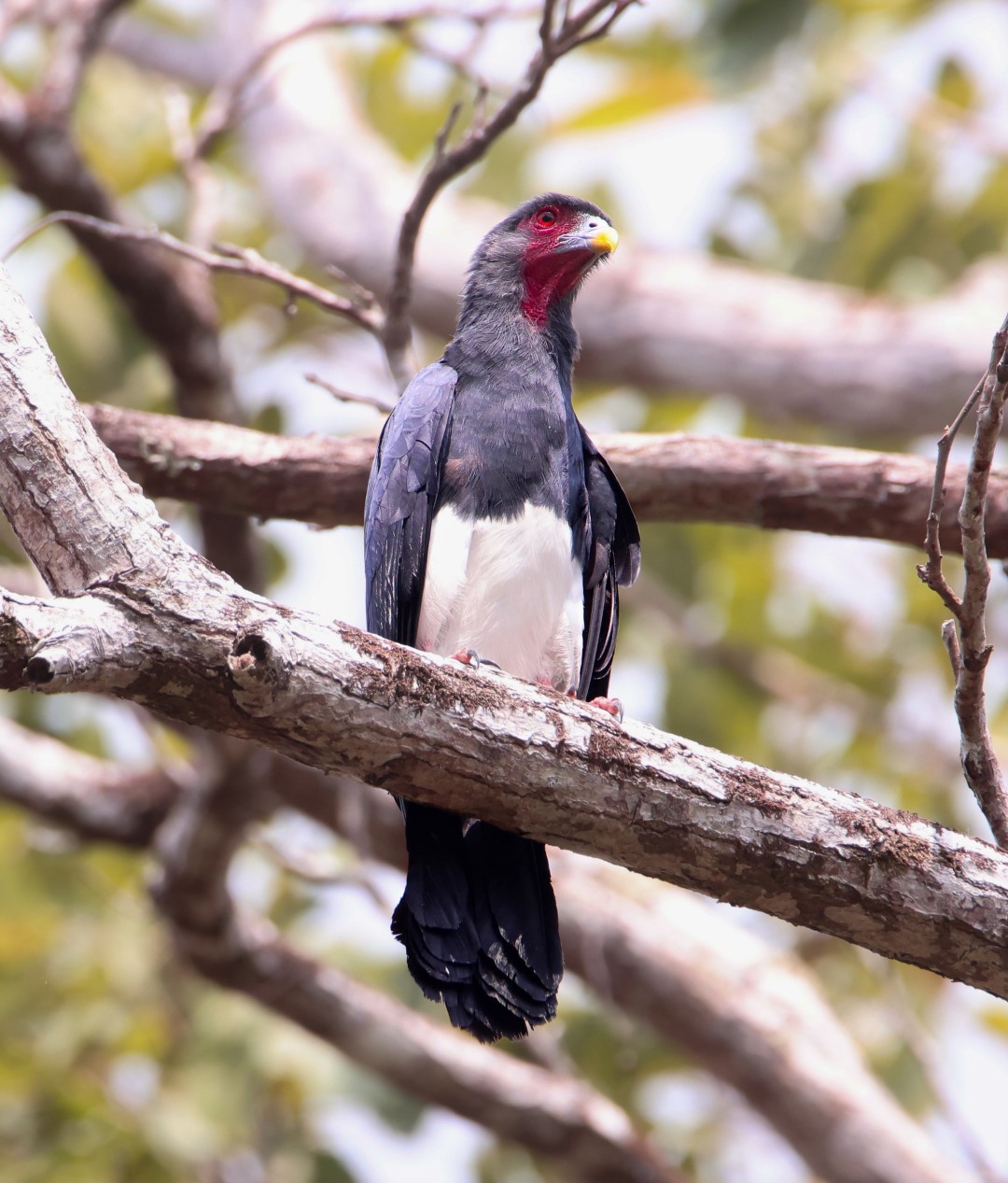Red-throated Caracara