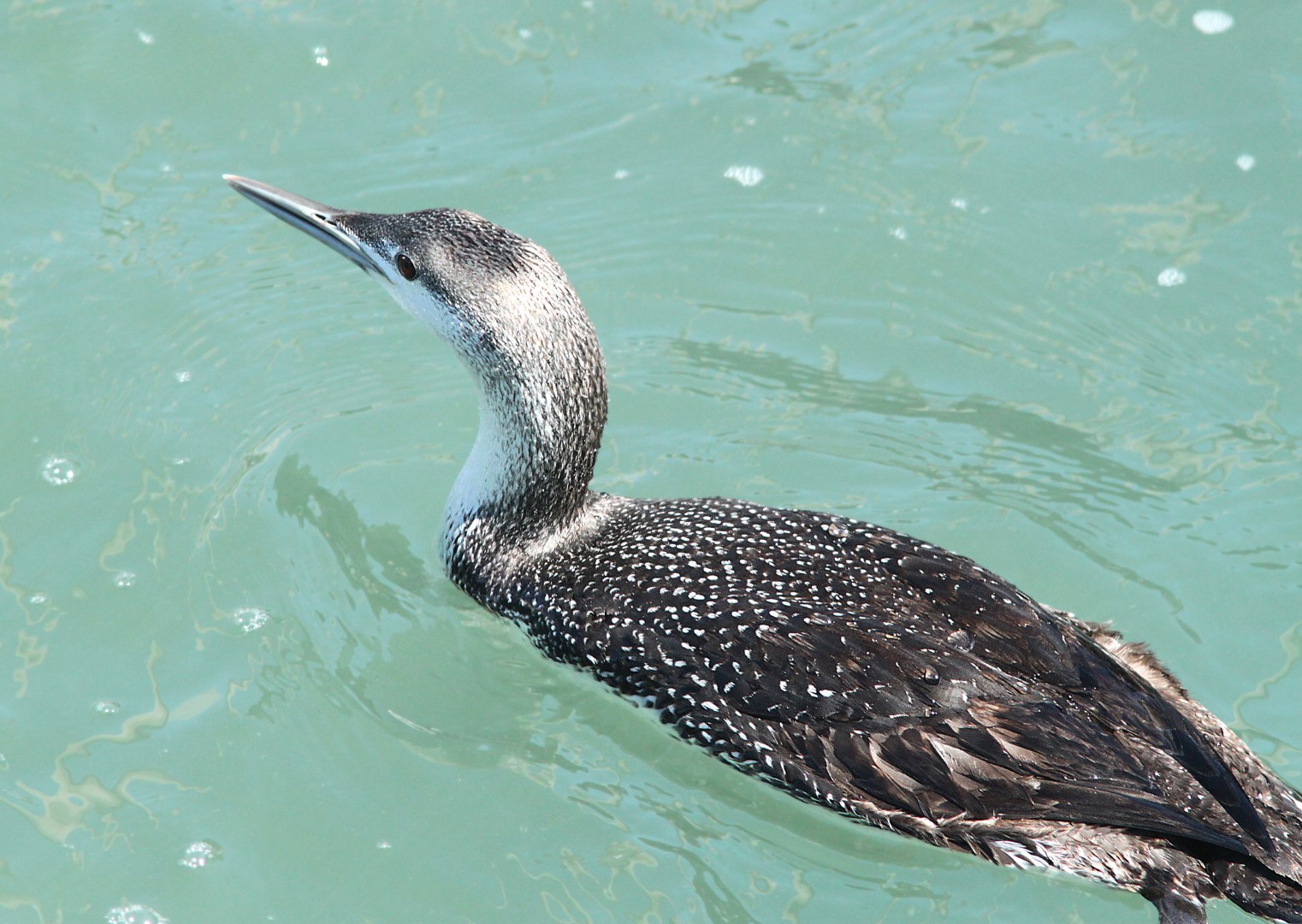 Red-throated Loon