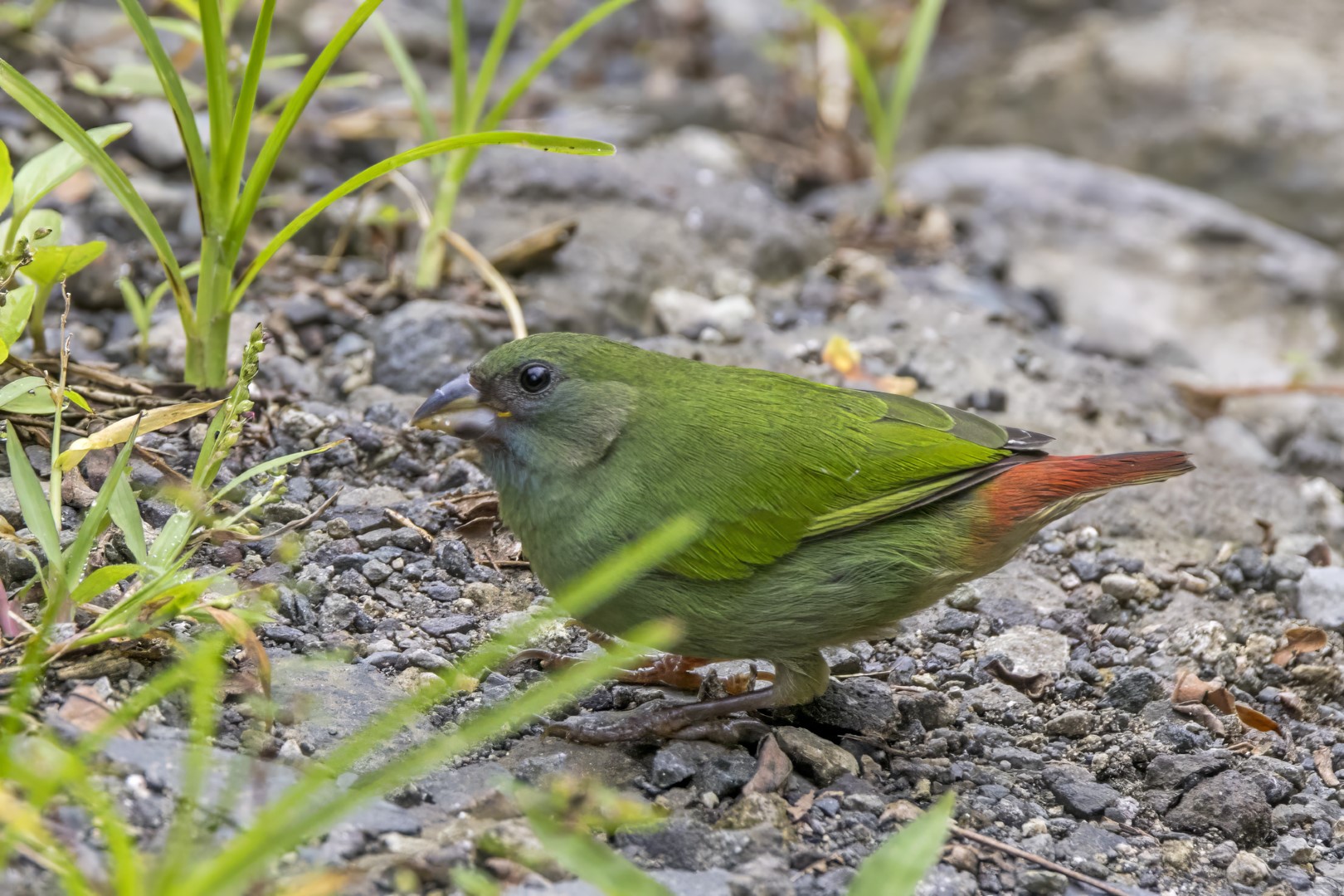 Red-throated Parrotfinch