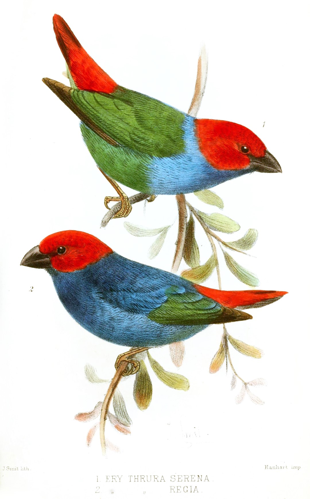 Red-throated Parrotfinch