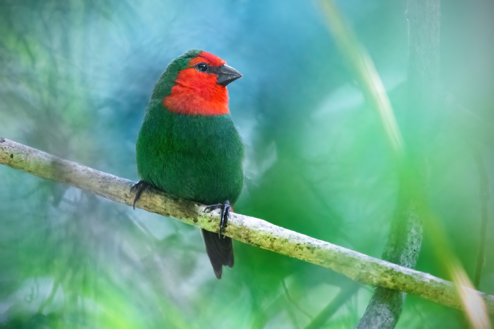 Red-throated Parrotfinch