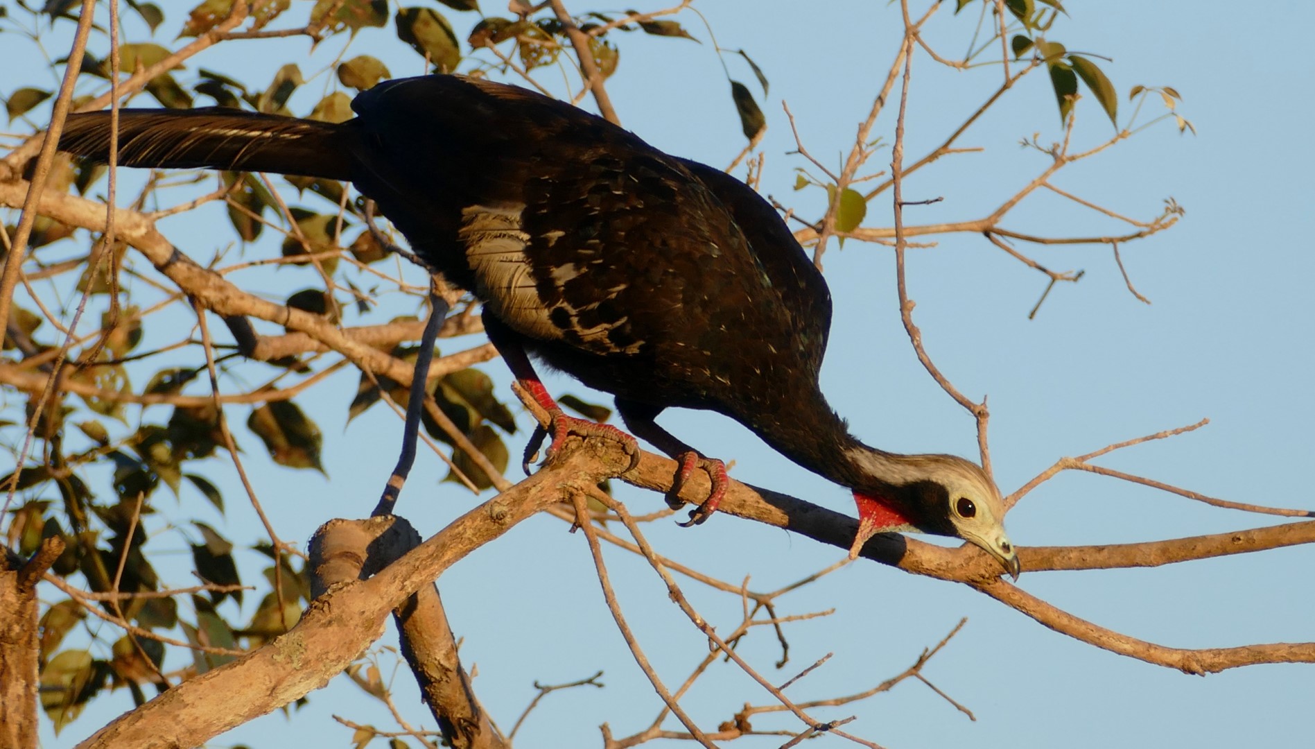Red-throated Piping Guan