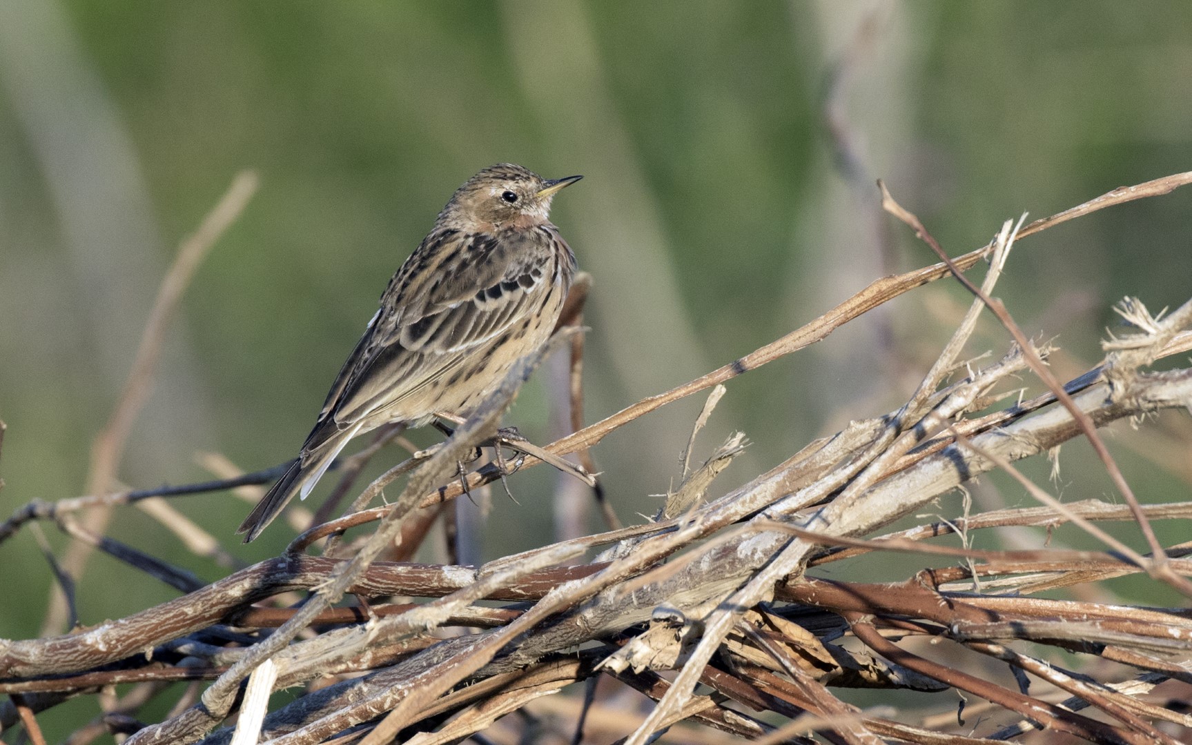 Red-throated Pipit