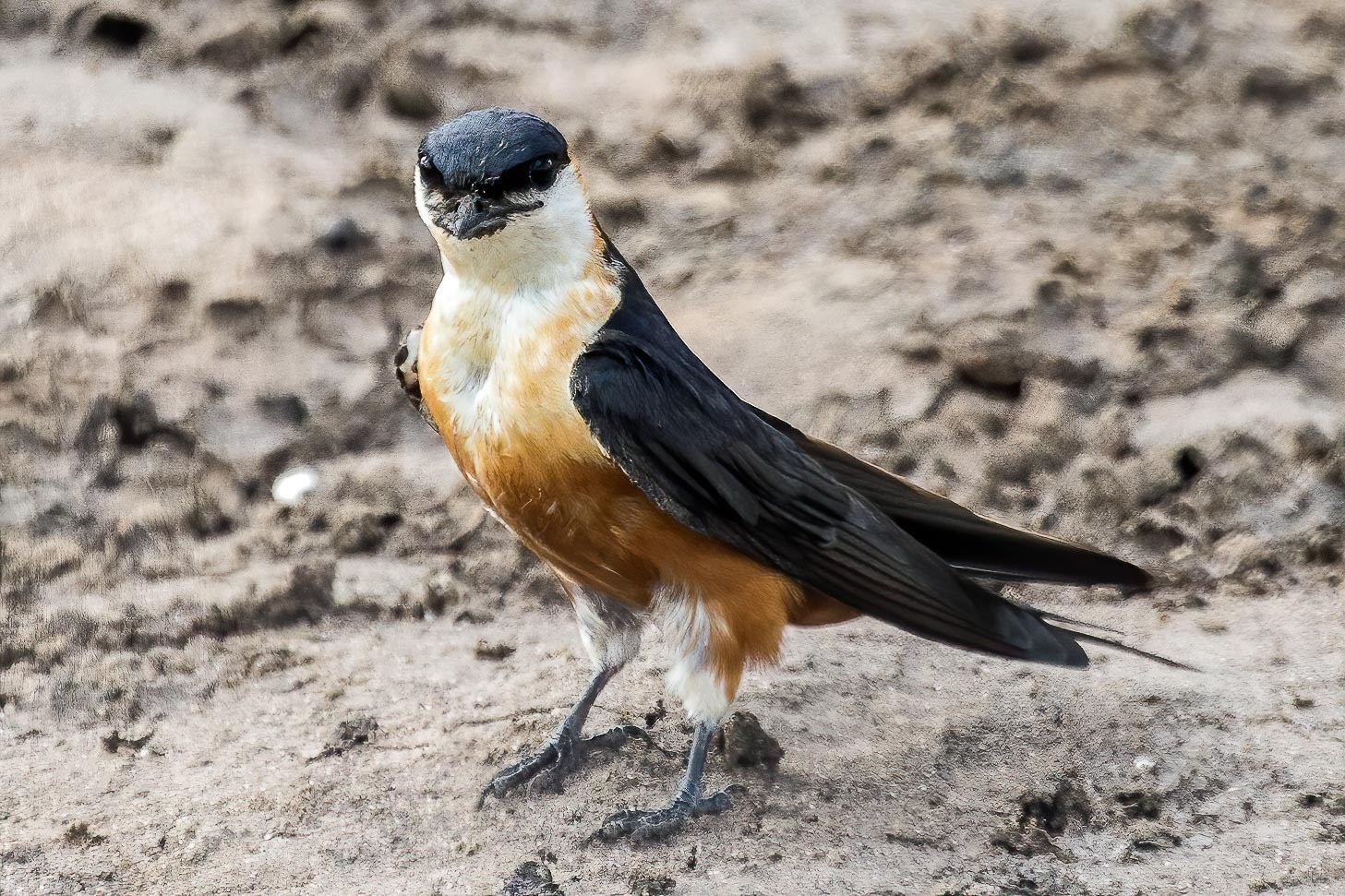Red-throated Swallow