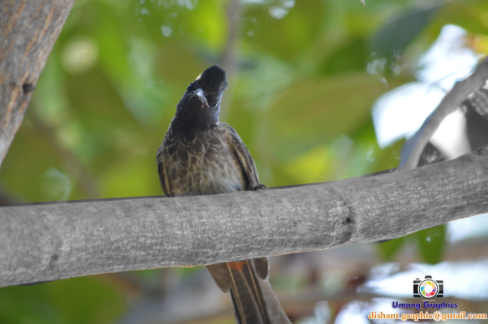 Red-vented Bulbul