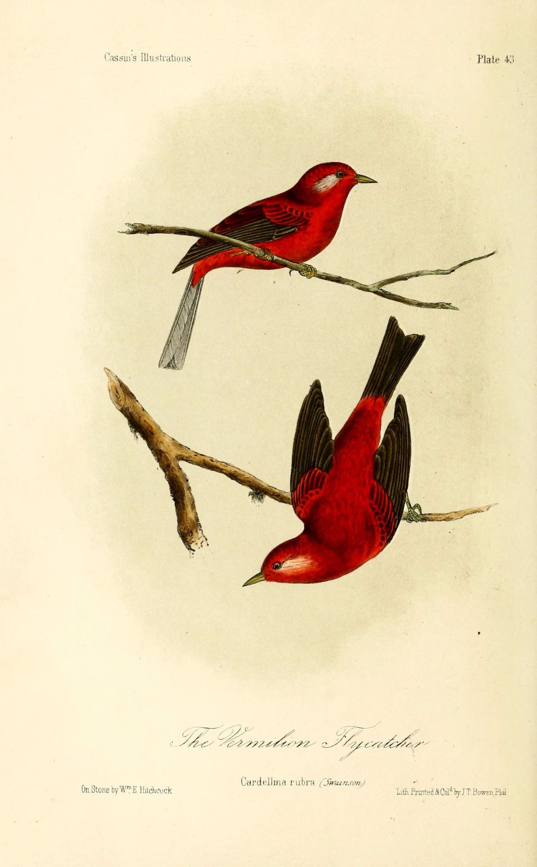 Red Warbler