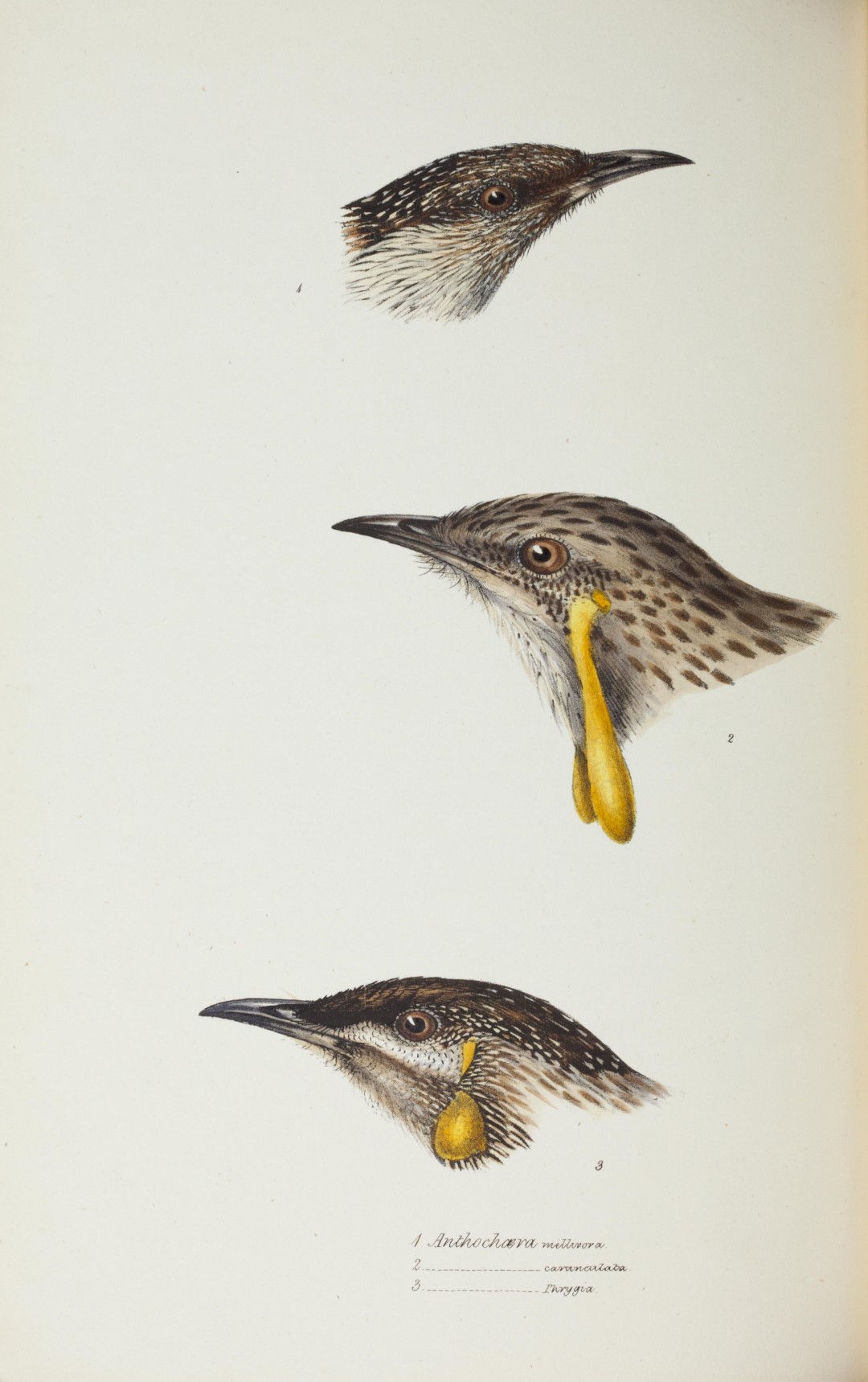 Red Wattlebird
