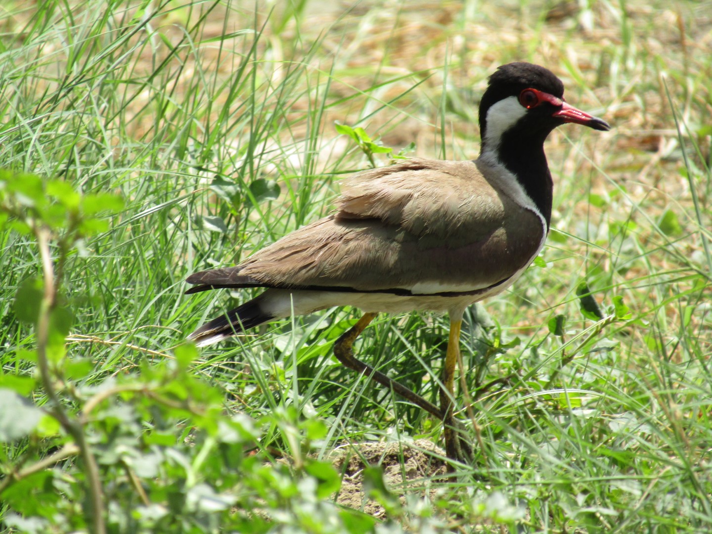 Red-wattled lapwing