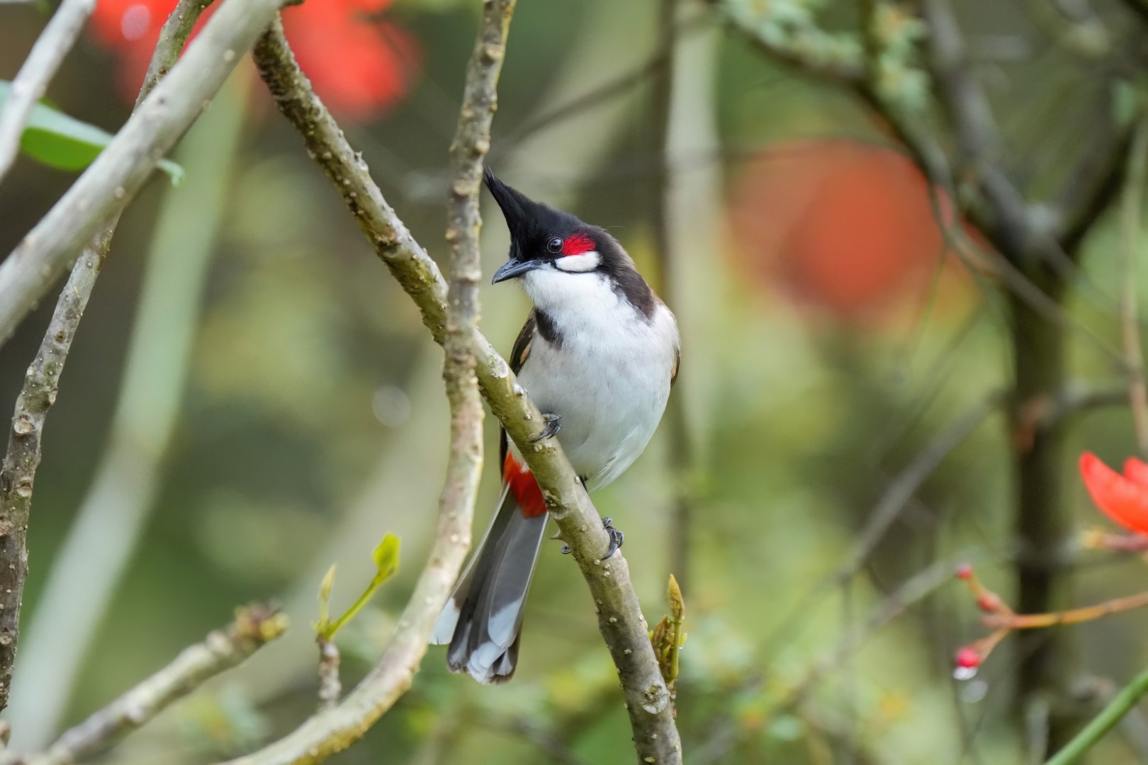 Red-whiskered Bulbul