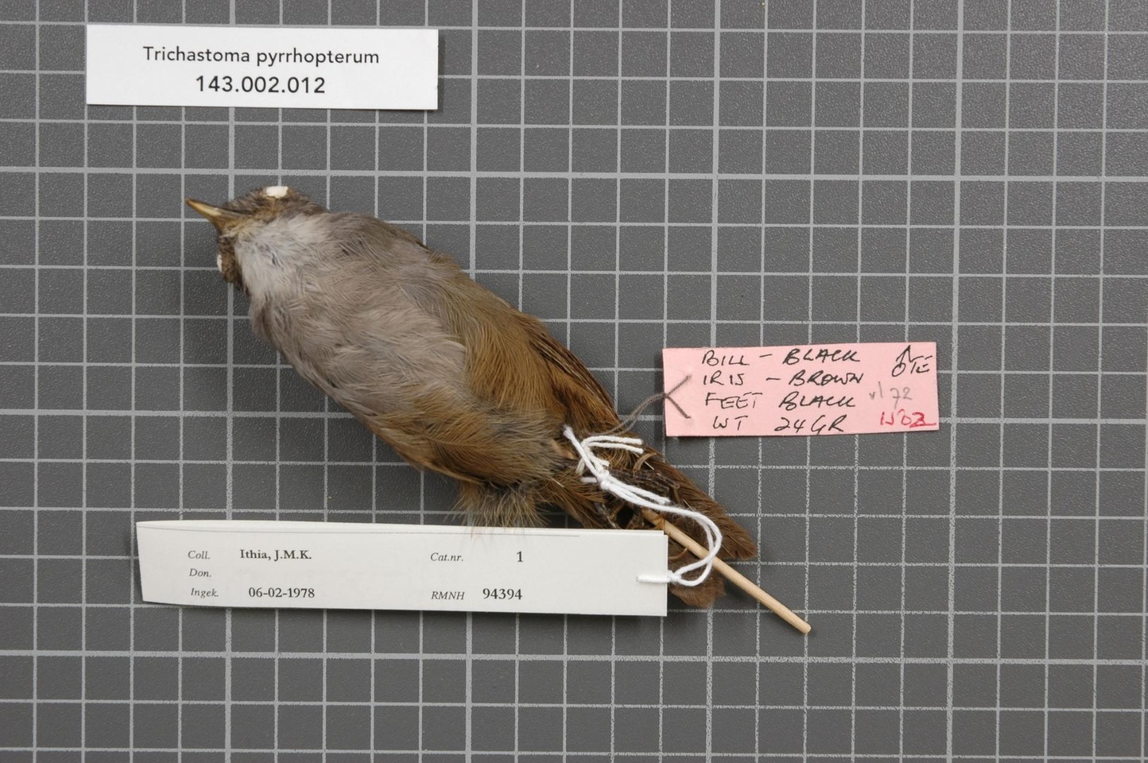 Red-winged Illadopsis