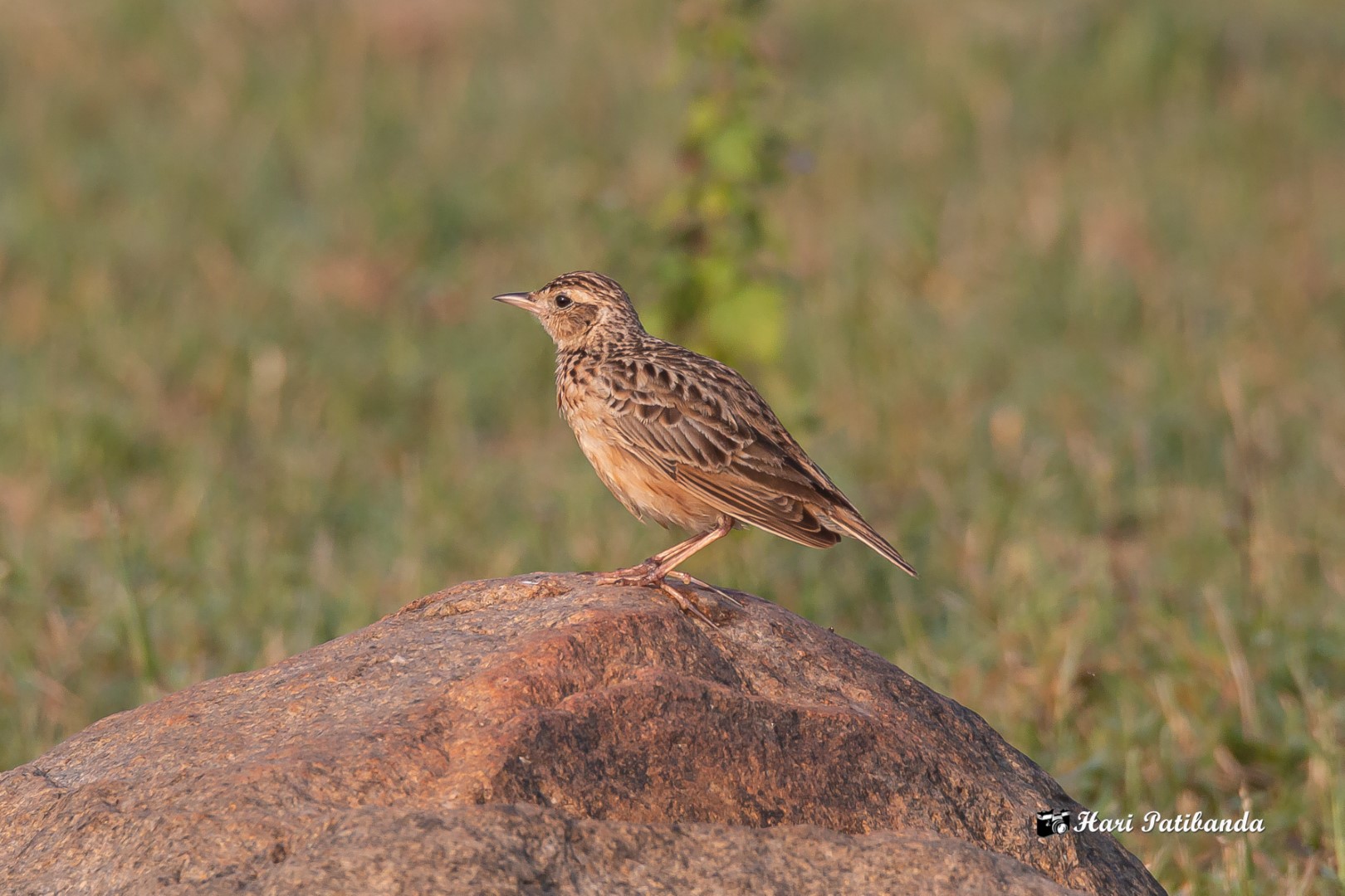 Red-winged Lark