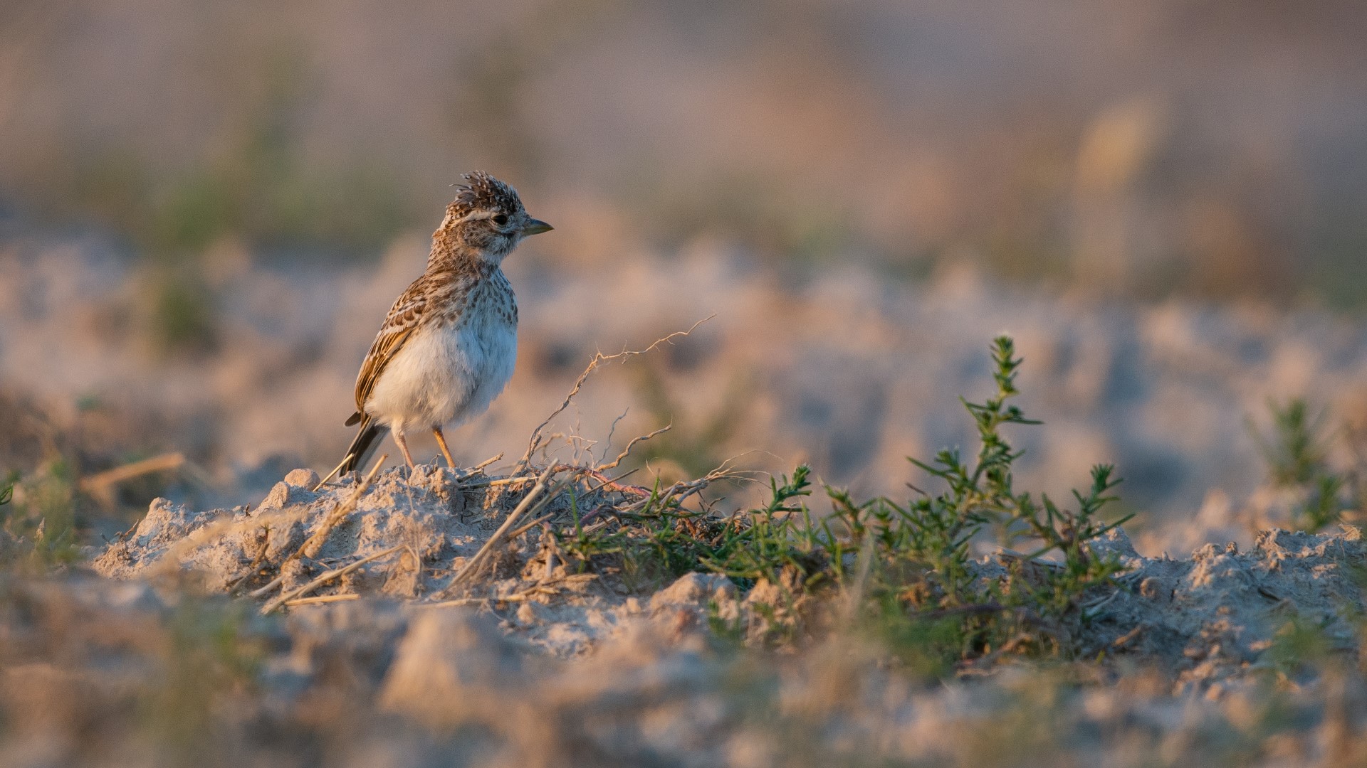 Red-winged Lark