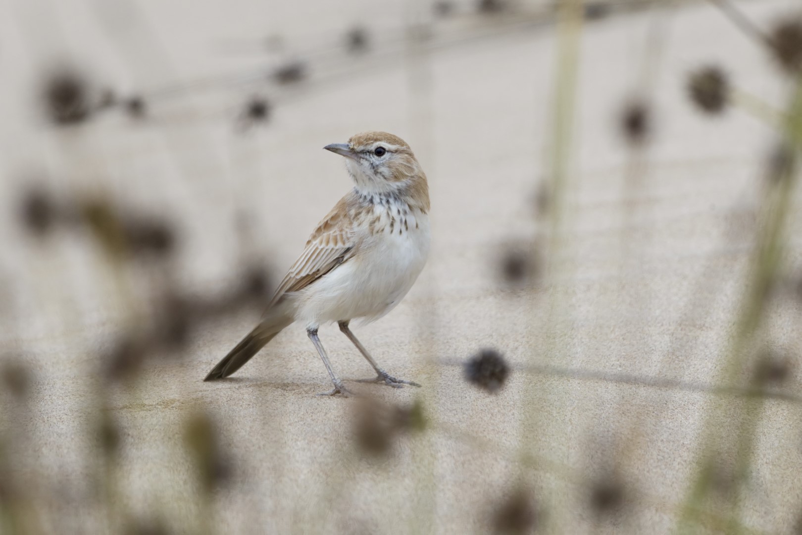 Red-winged Lark
