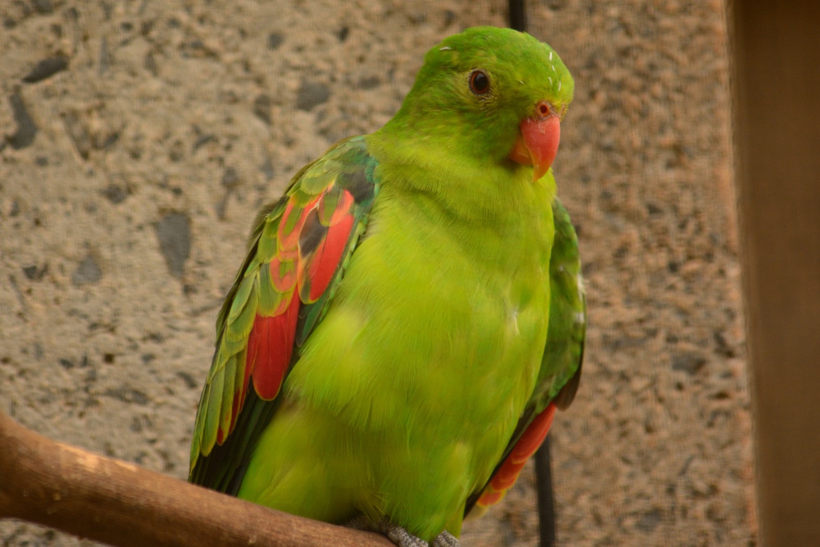 Red-winged Parrot