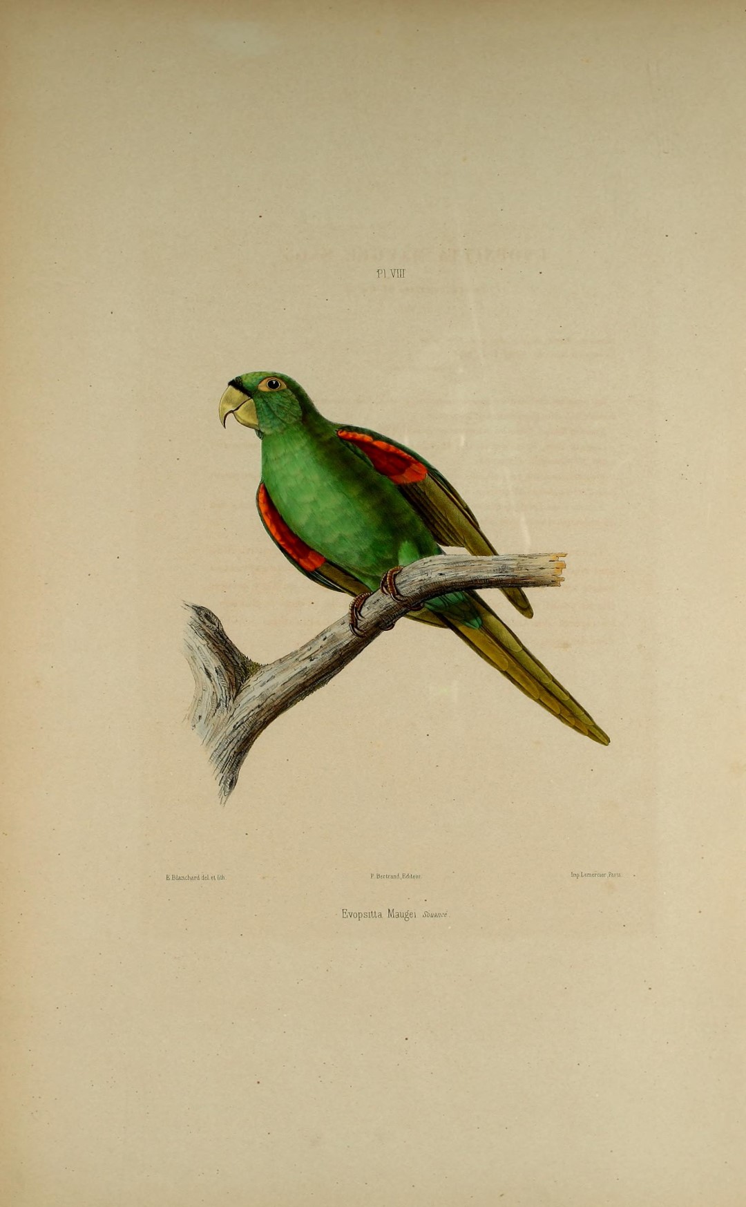 Red-winged Parrot