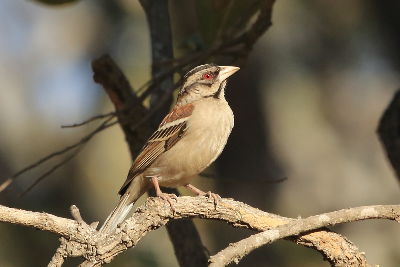 Red-winged Prinia