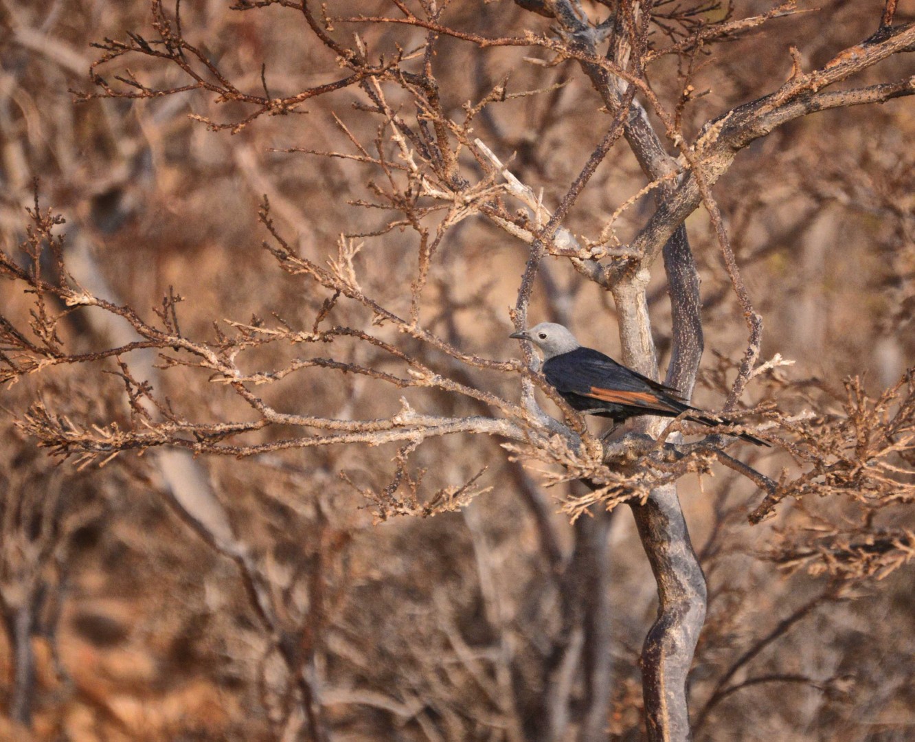 Red-winged Starling