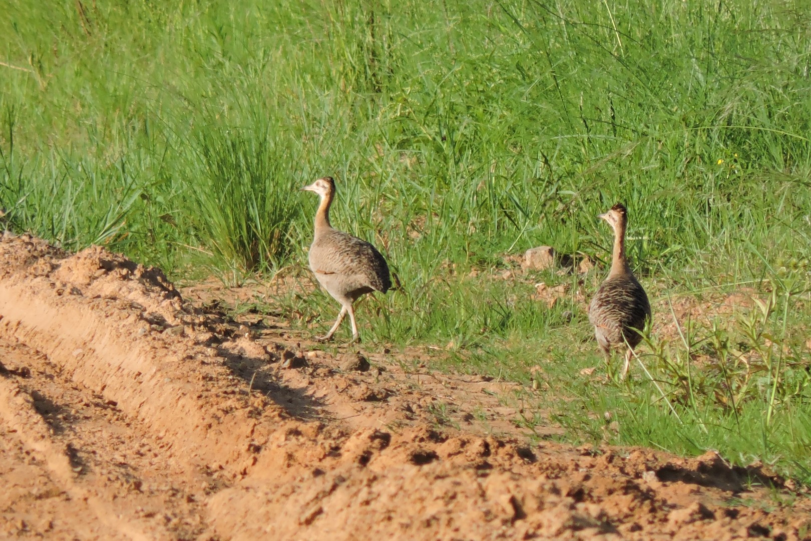Red-winged Tinamou