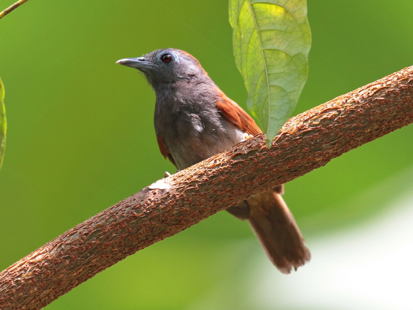 Red-winged Wood Partridge