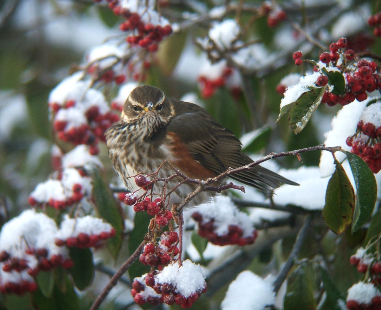Redwing