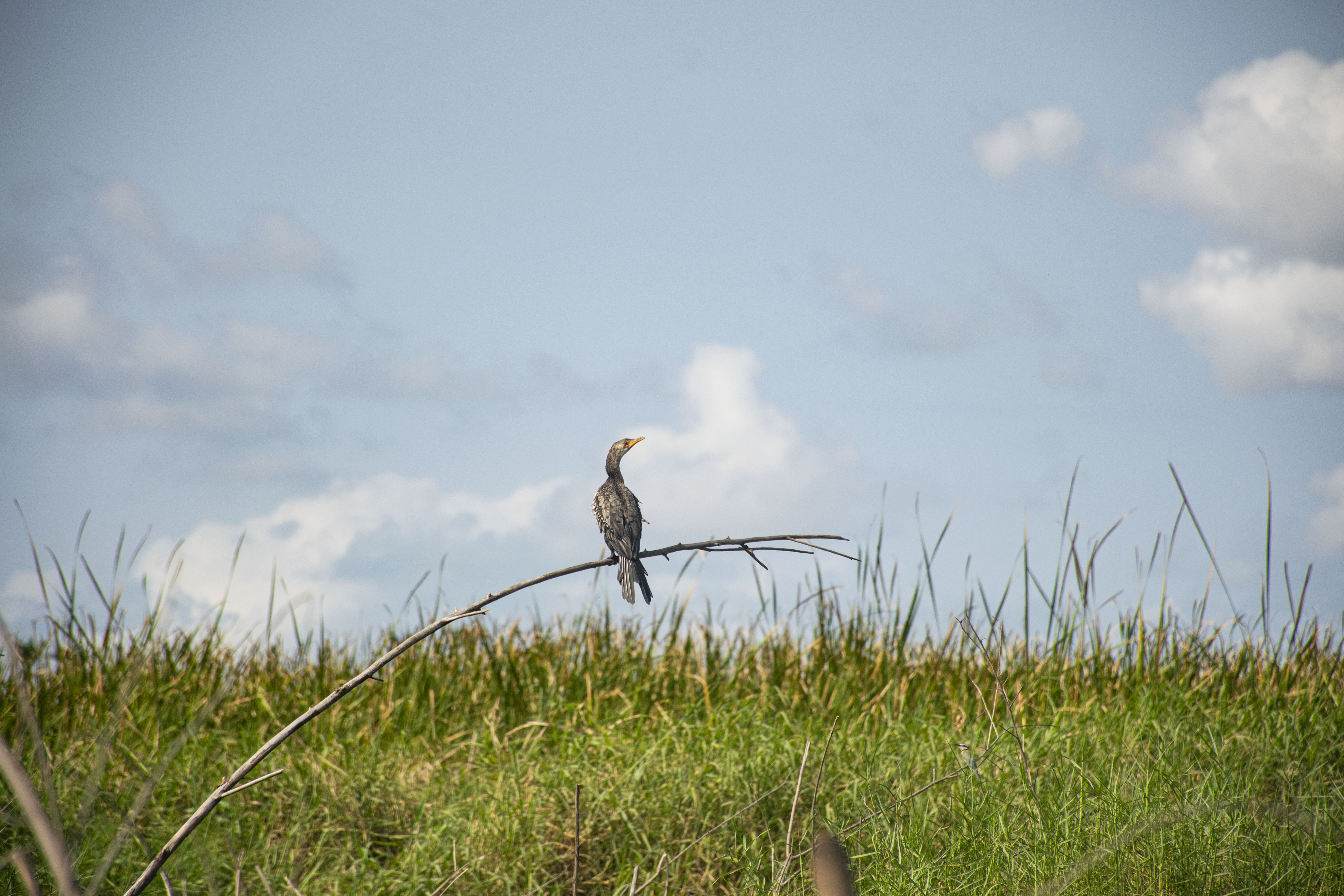 Reed Cormorant