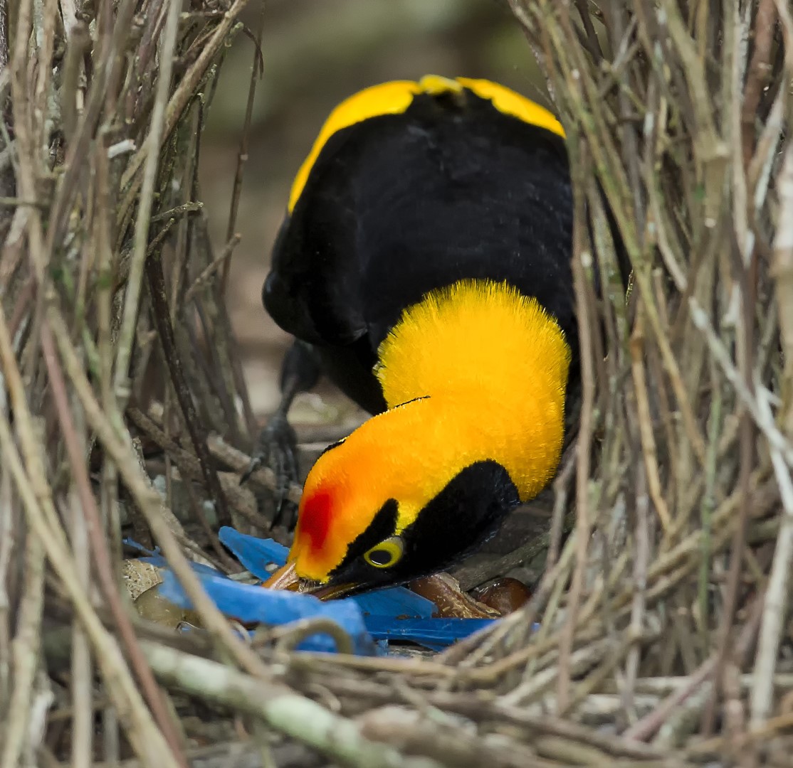 Regent Bowerbird