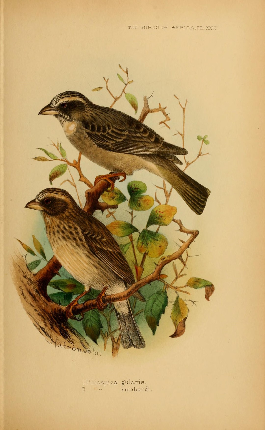 Reichard's Seedeater
