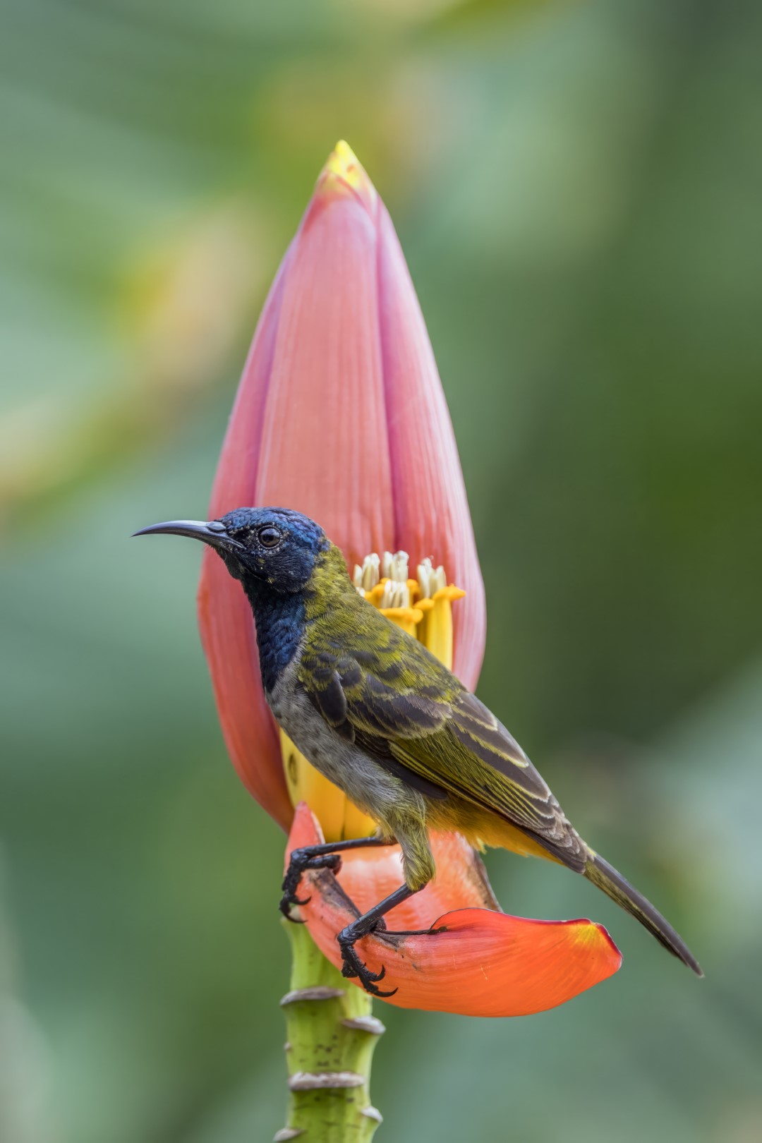 Reichenbach's Sunbird