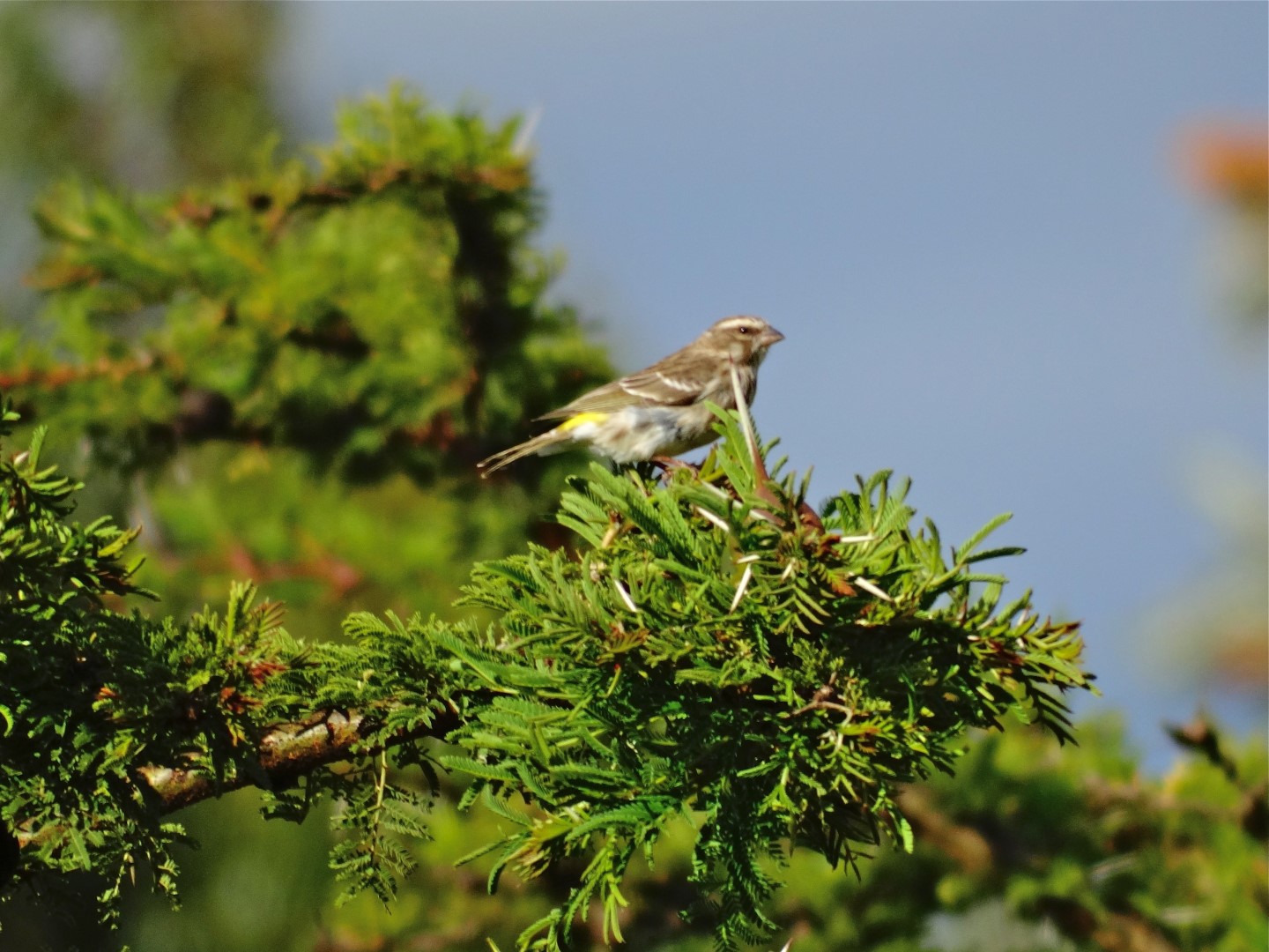 Reichenow's Seedeater