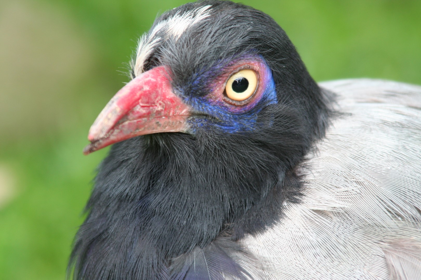 Renauld's ground cuckoo