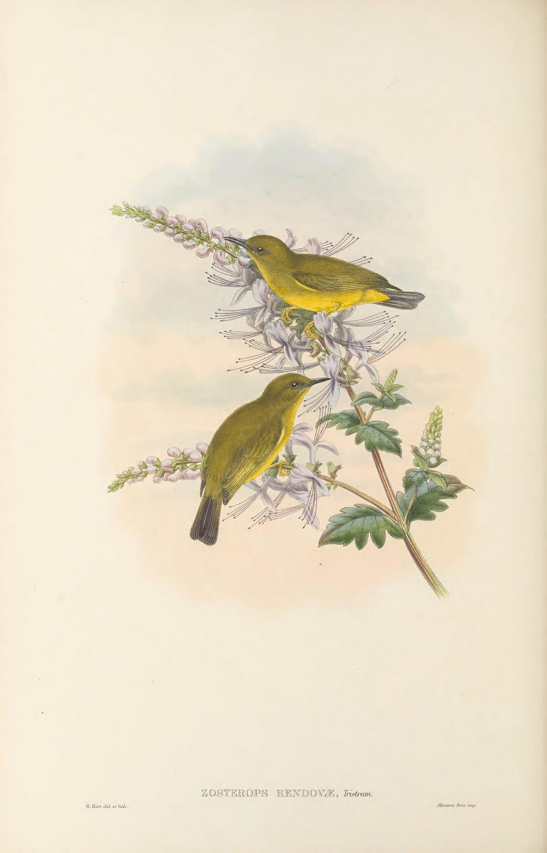 Rendova White-eye