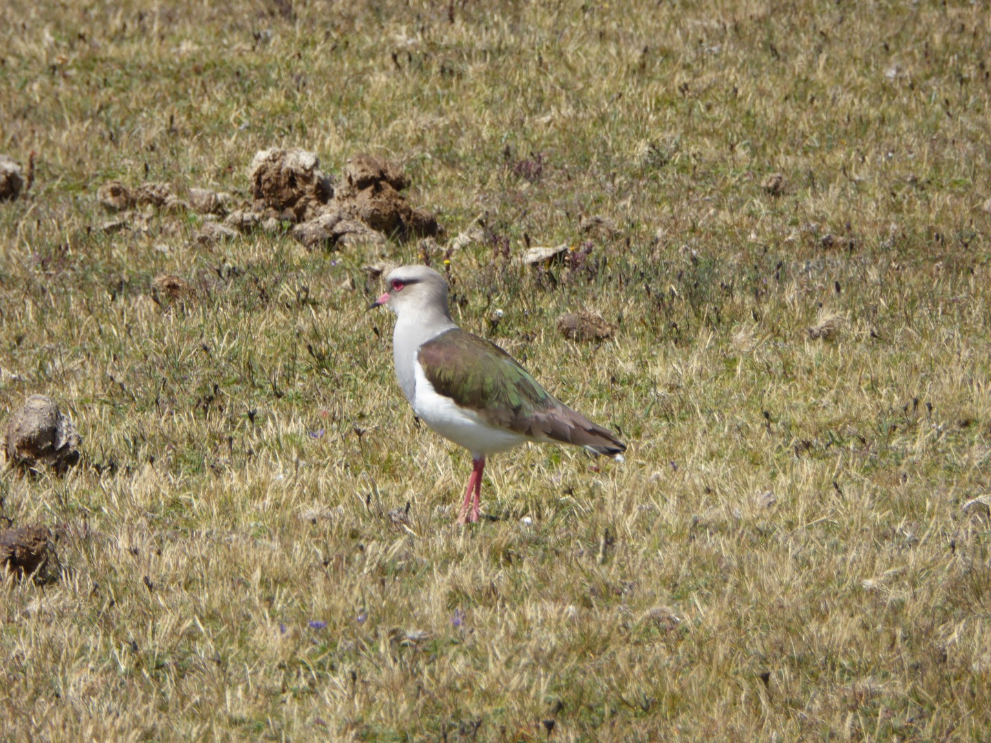 Resplendent Lapwing