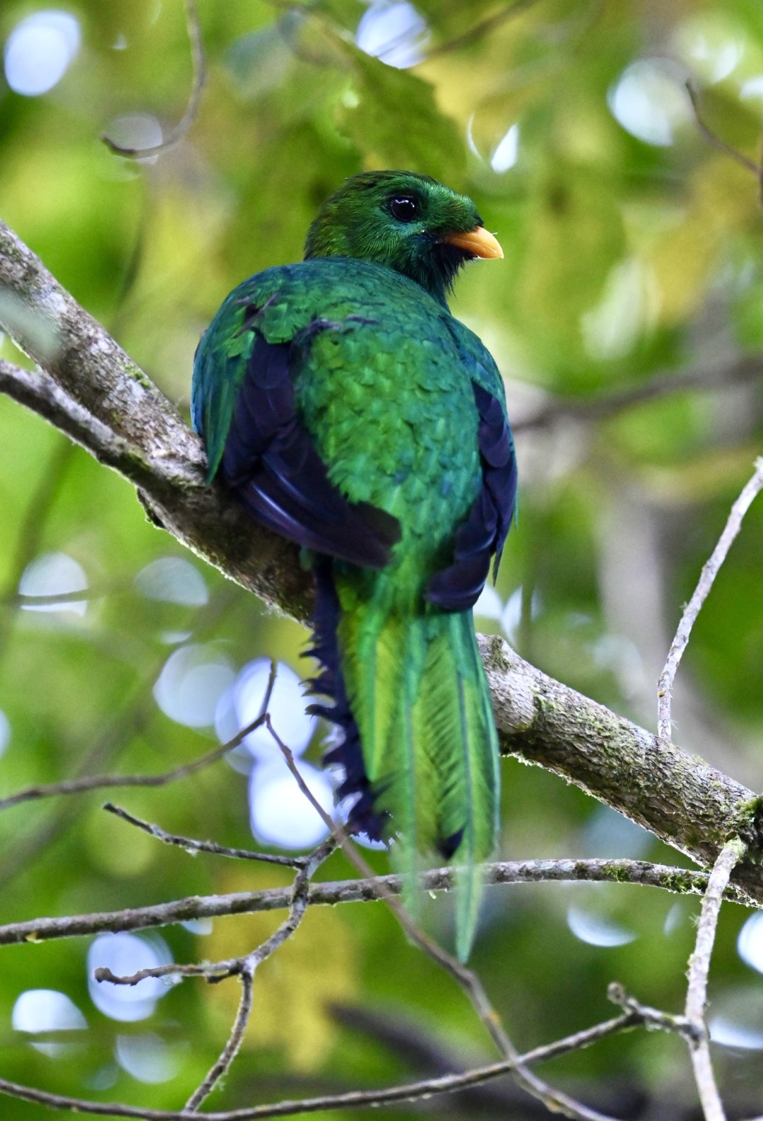 Resplendent Quetzal