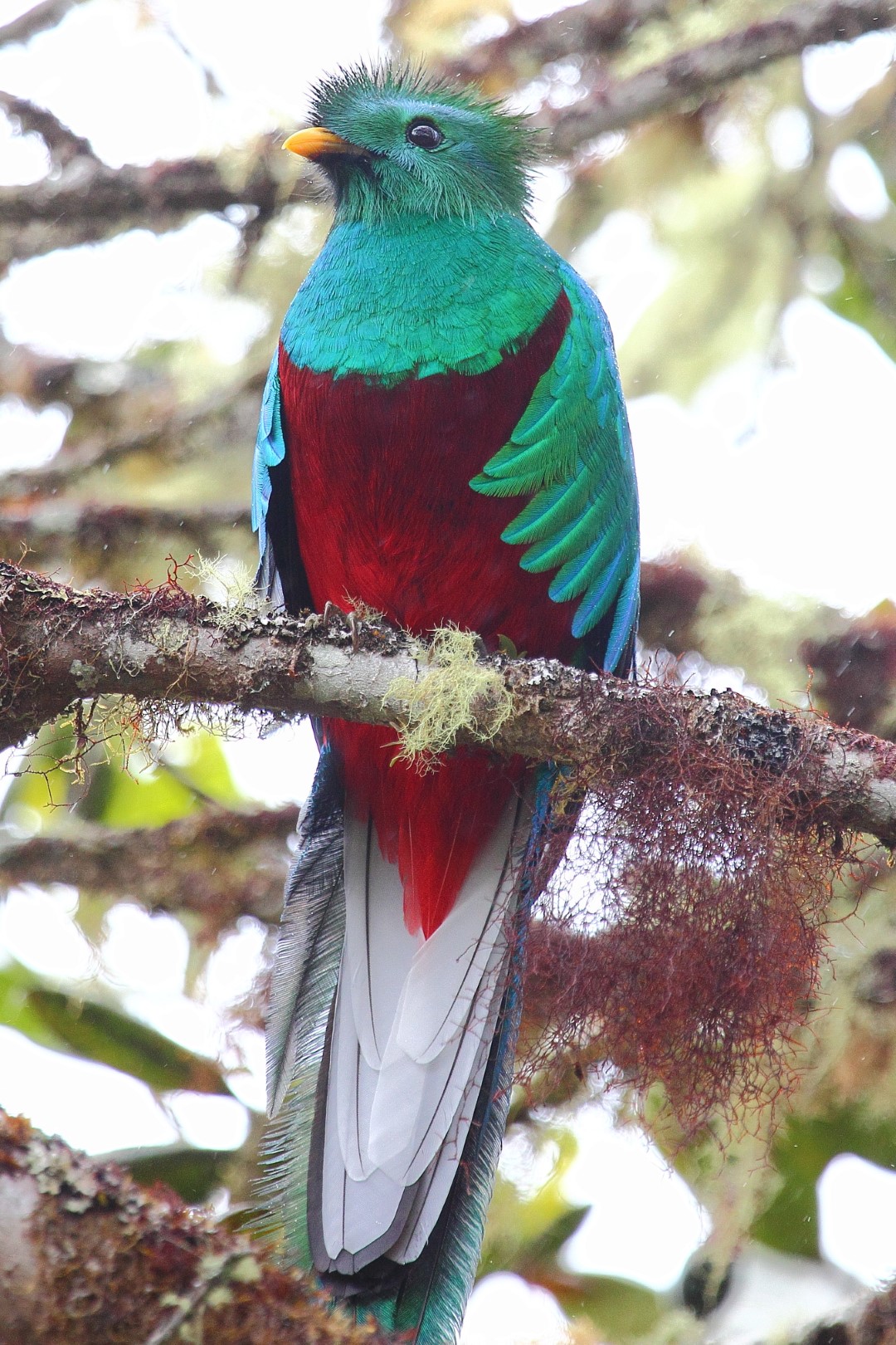 Resplendent Quetzal