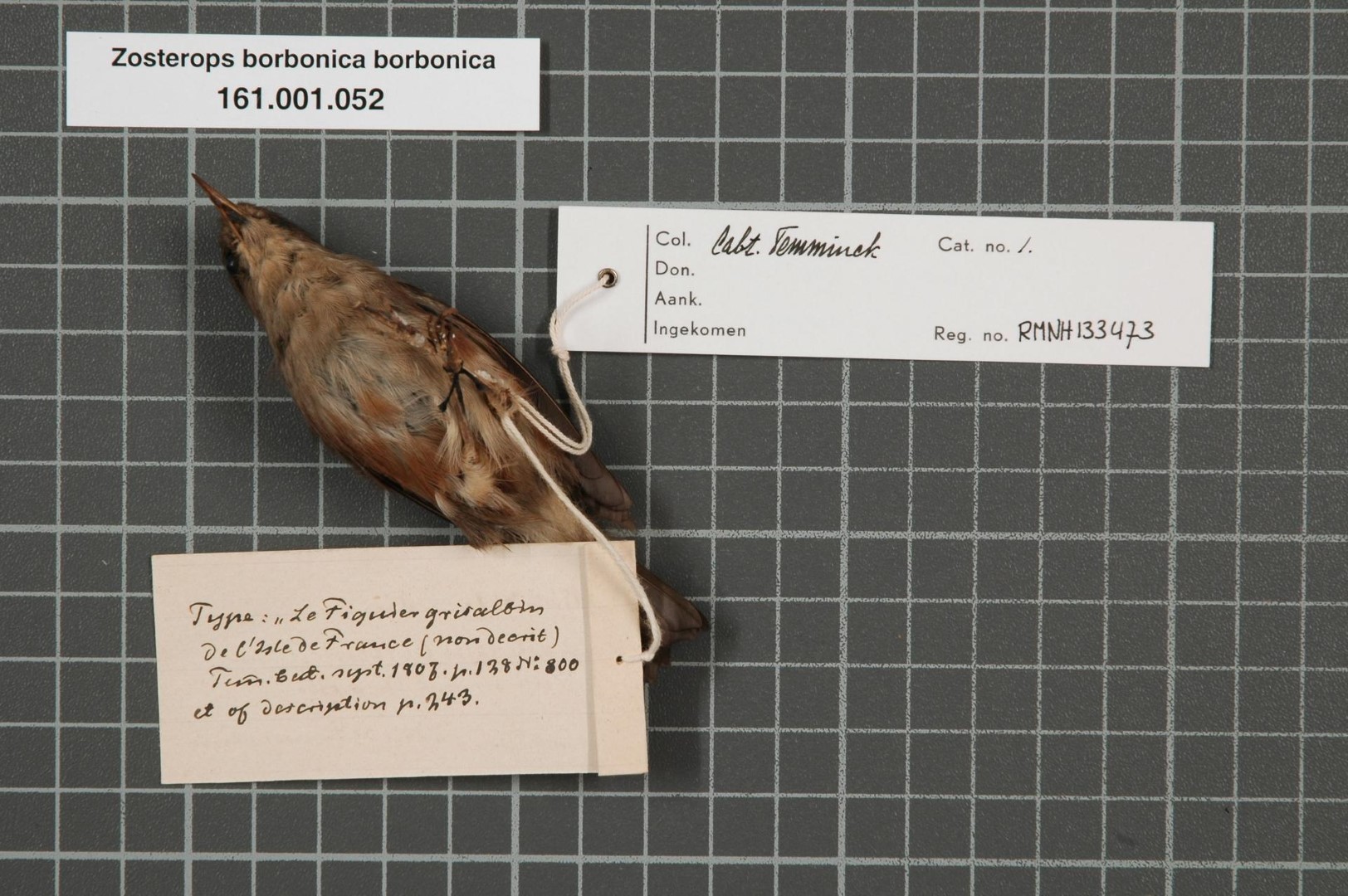 Reunion Grey White-eye