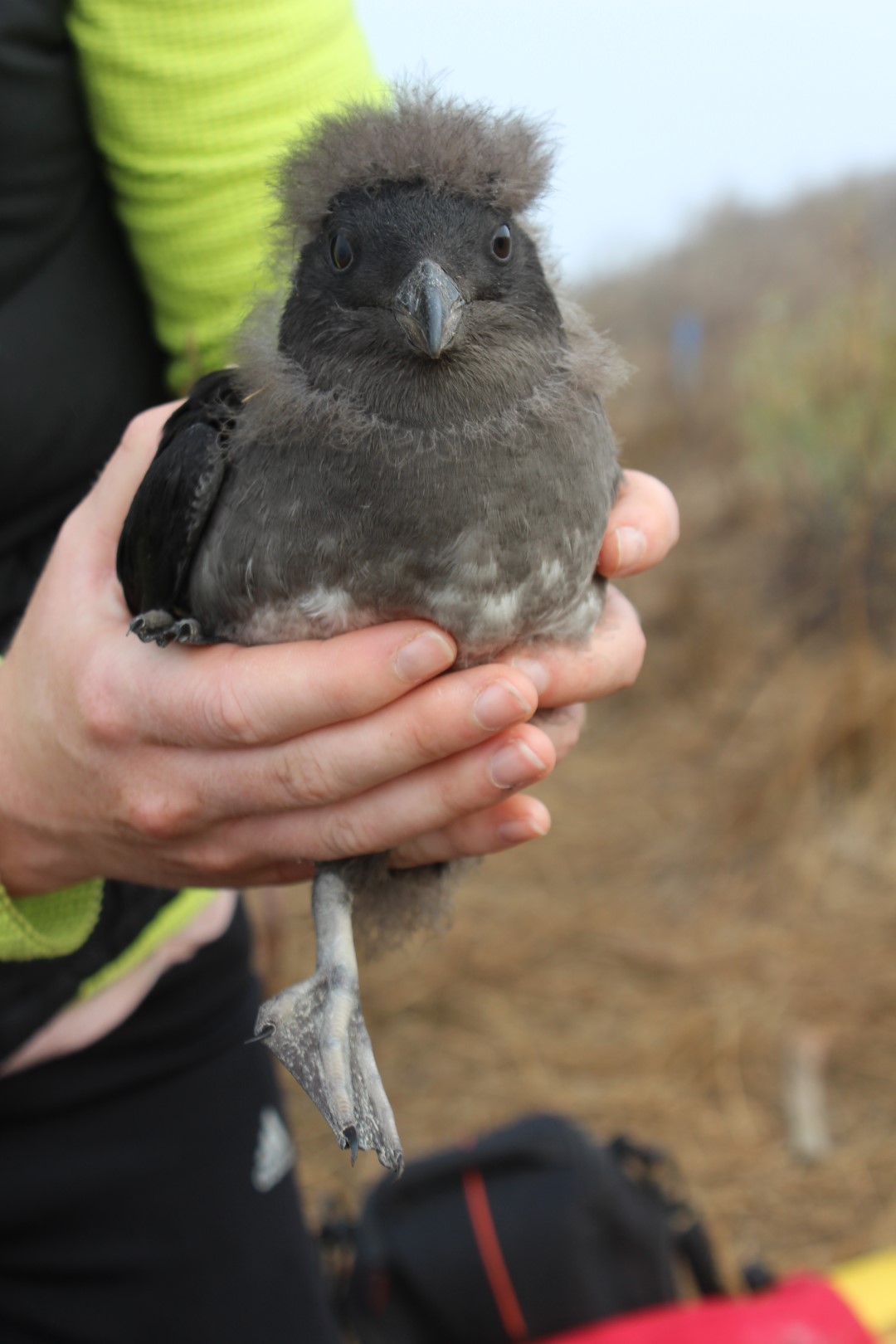 Rhinoceros Auklet