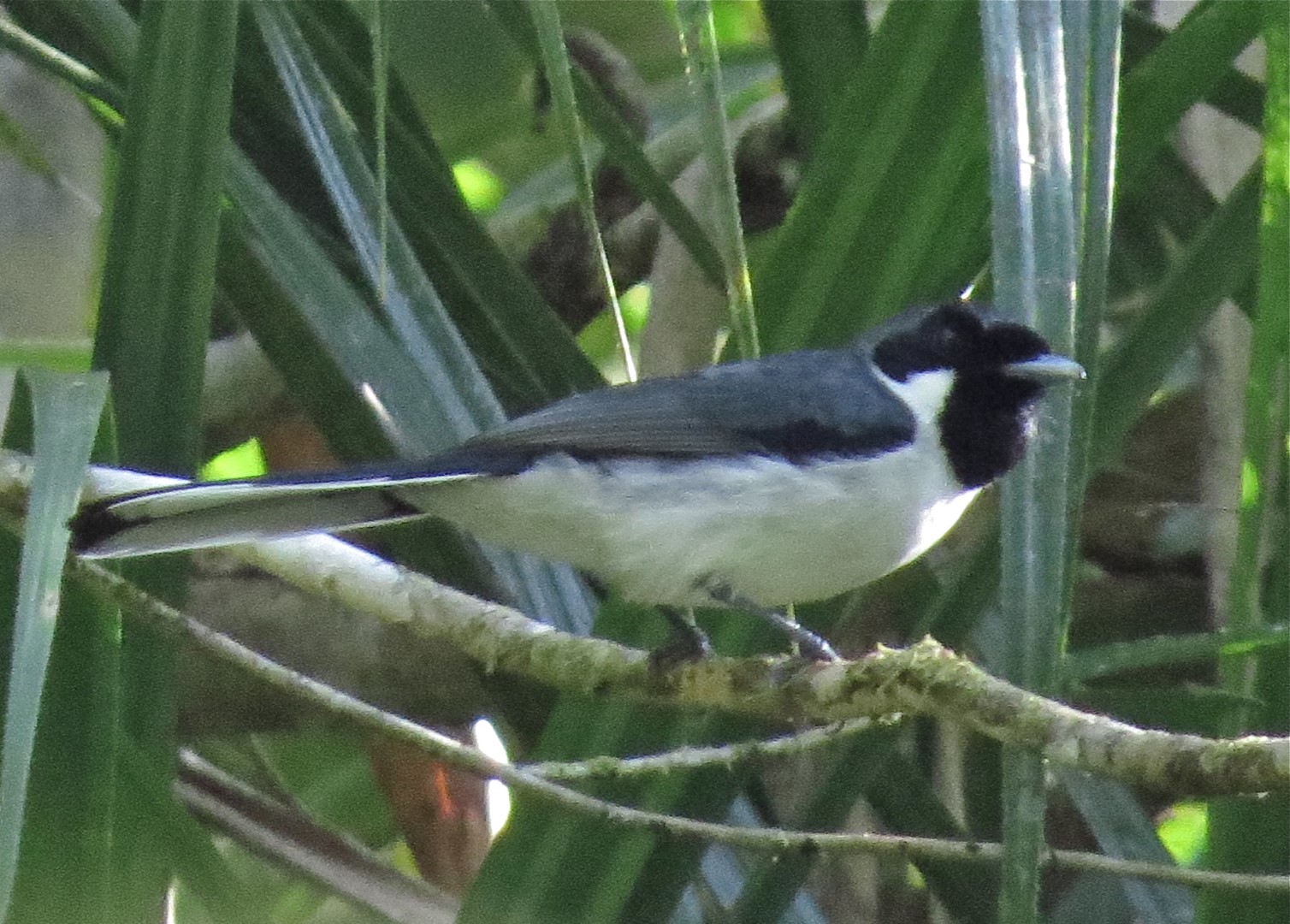 Ribbon-tailed Astrapia