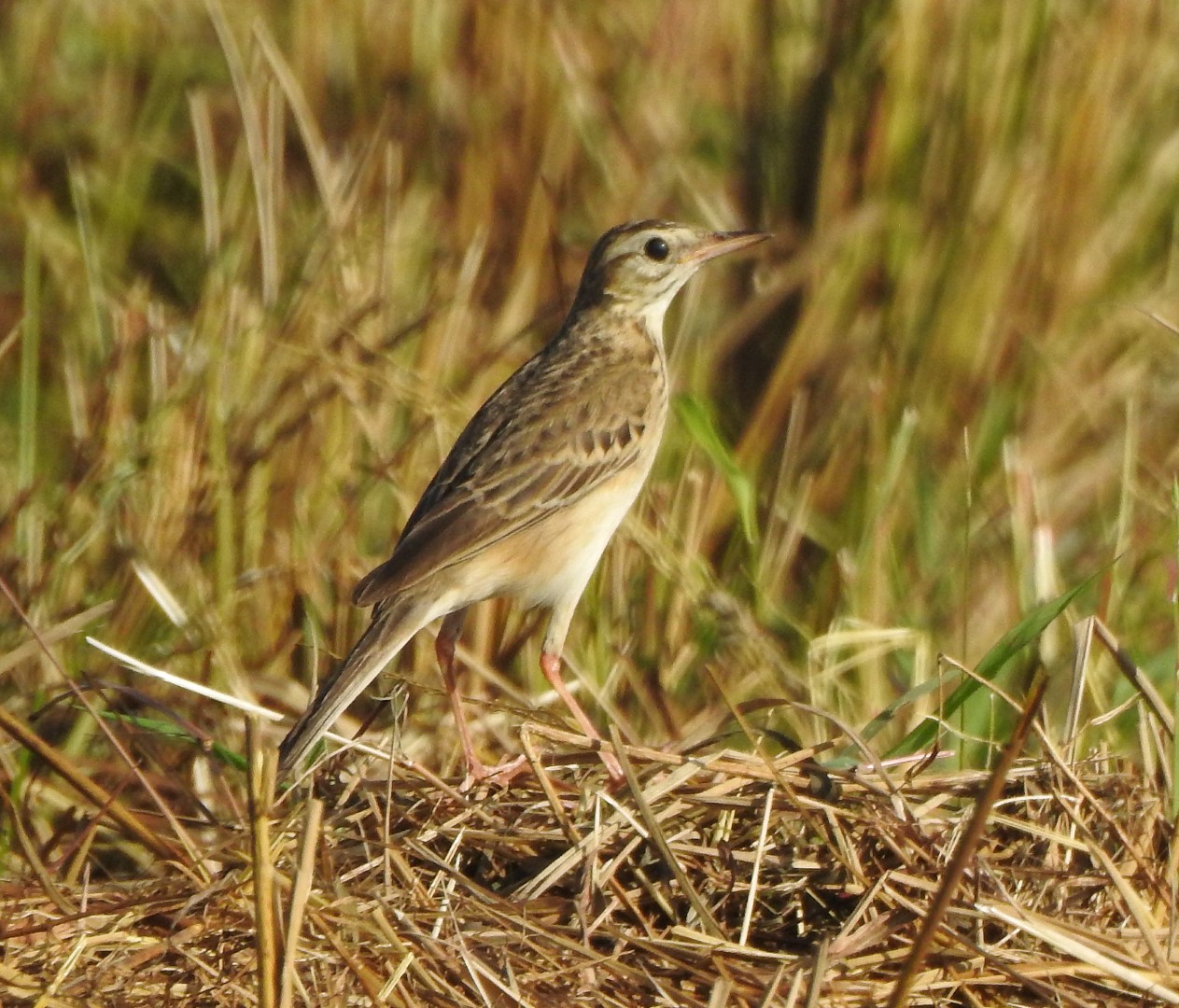 Richard's Pipit