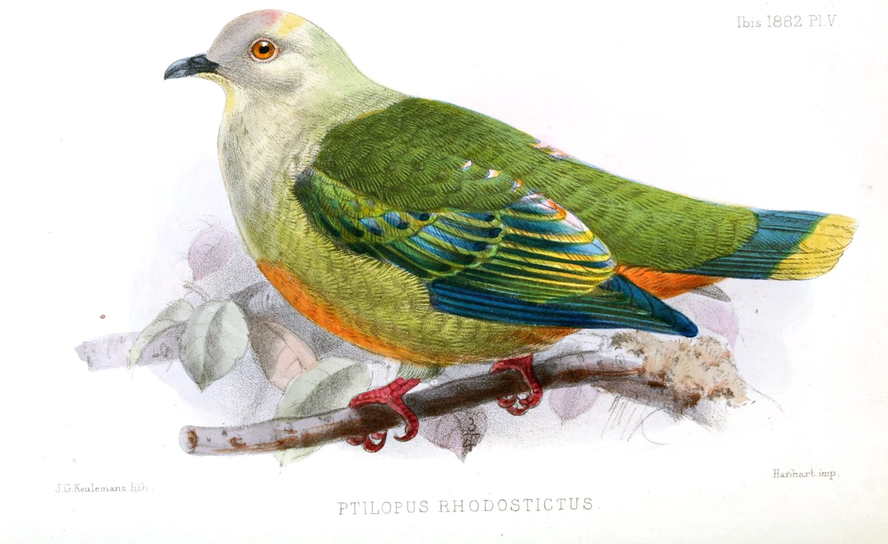 Richards's Fruit Dove