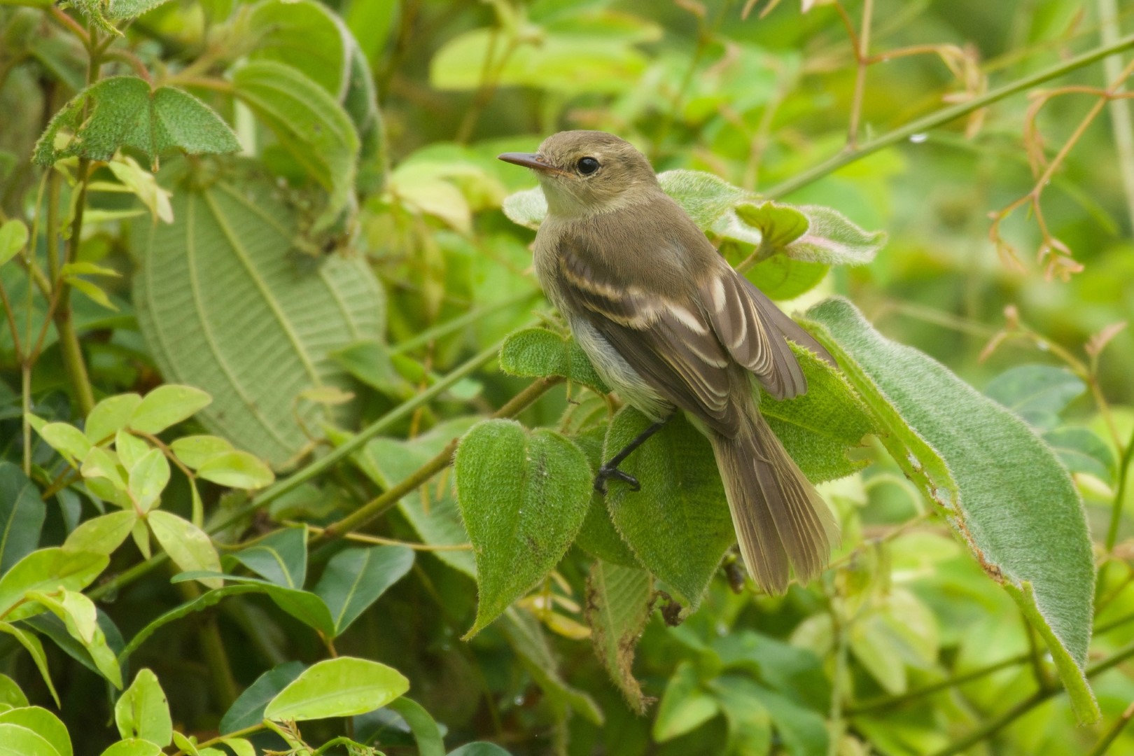 Ridgway's Pewee