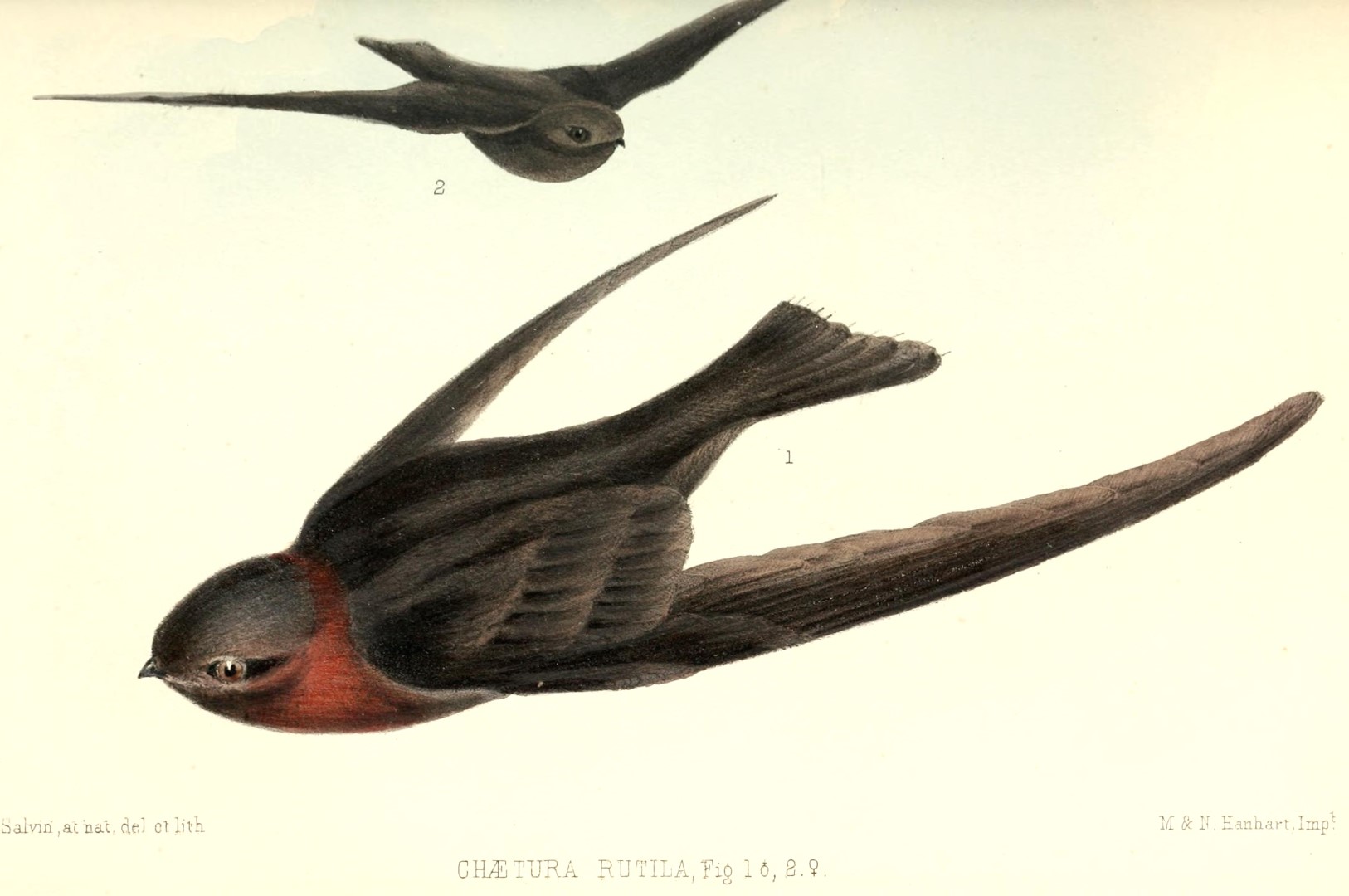 Ridgway's Rough-winged Swallow