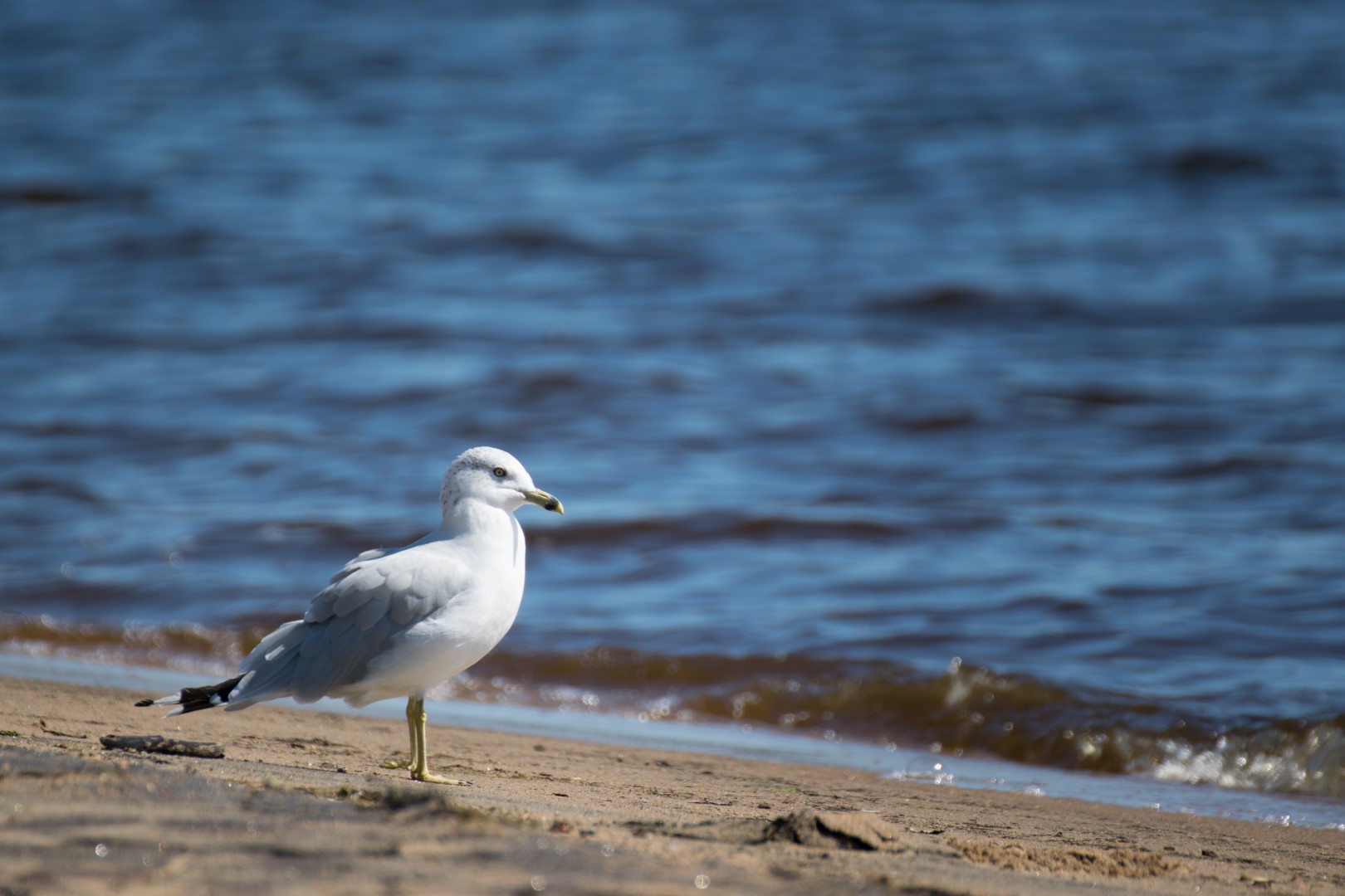 Ring-billed Gull