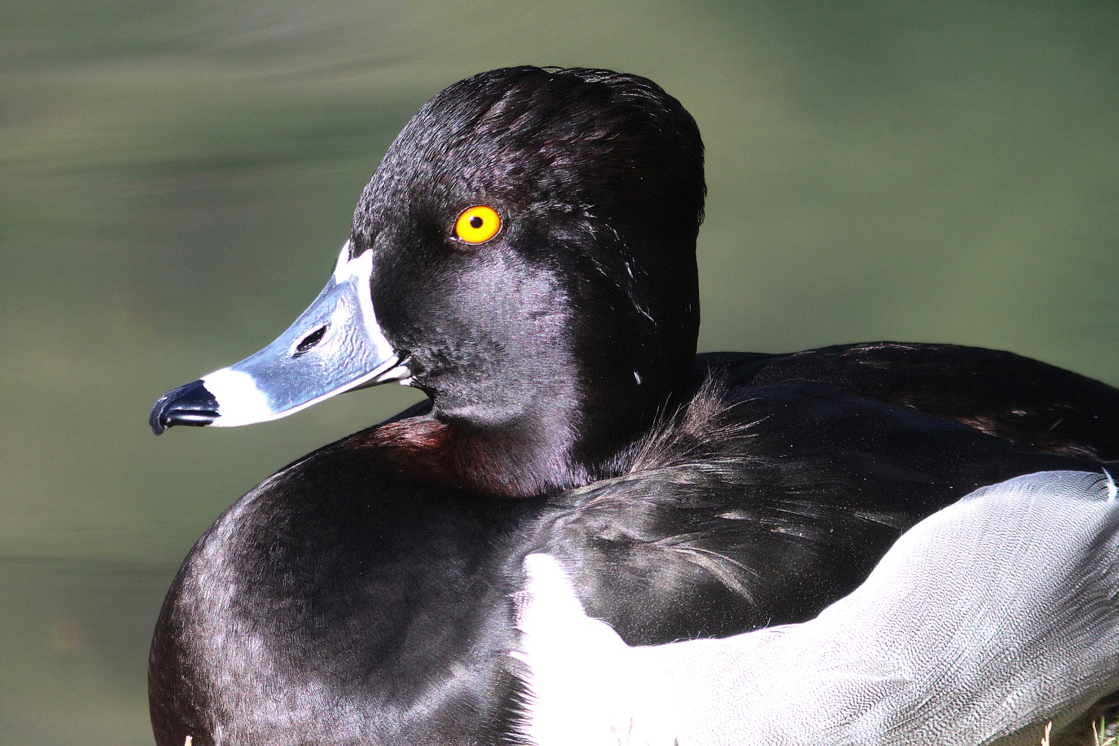 Ring-necked Duck