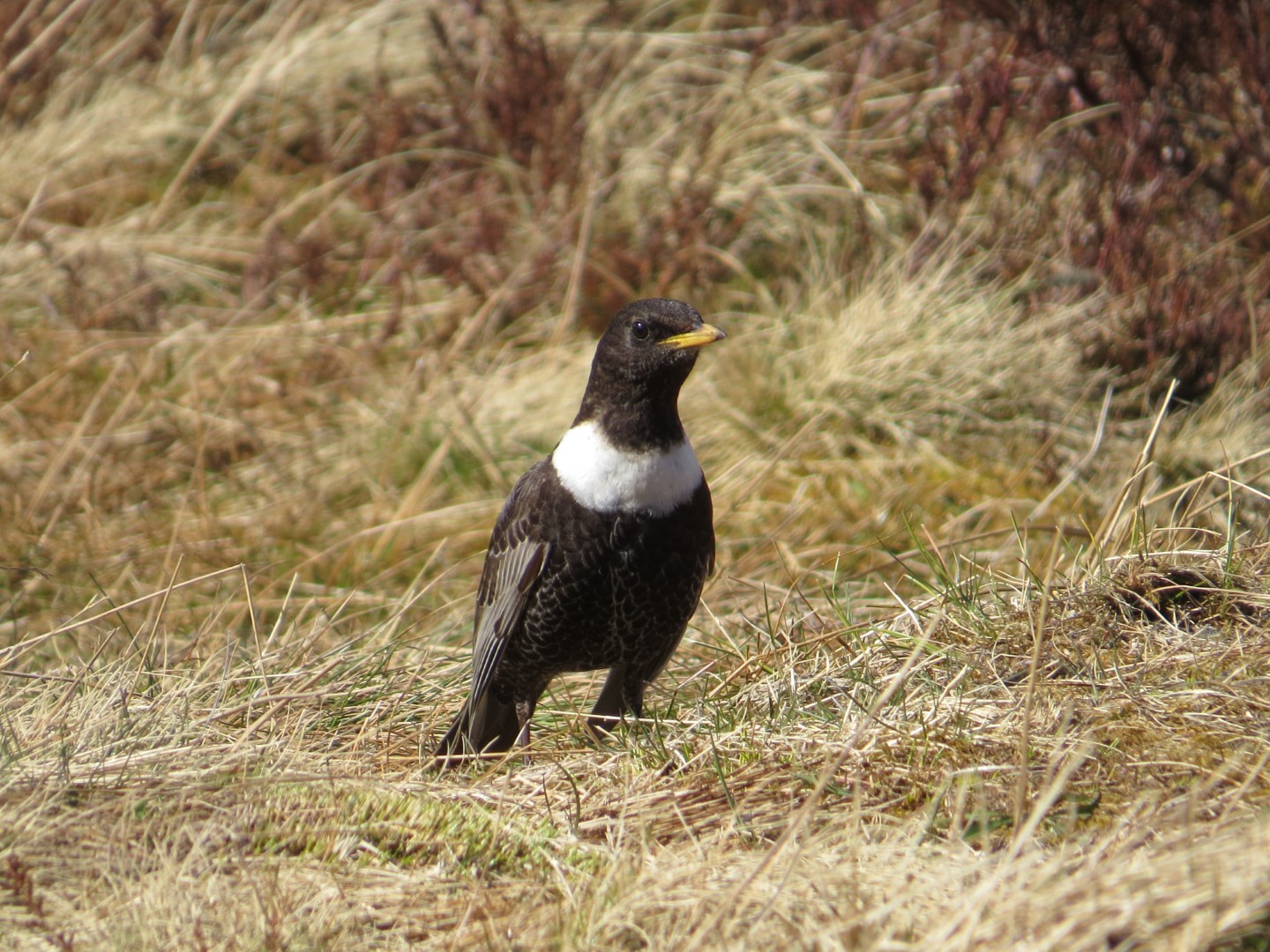 Ring Ouzel