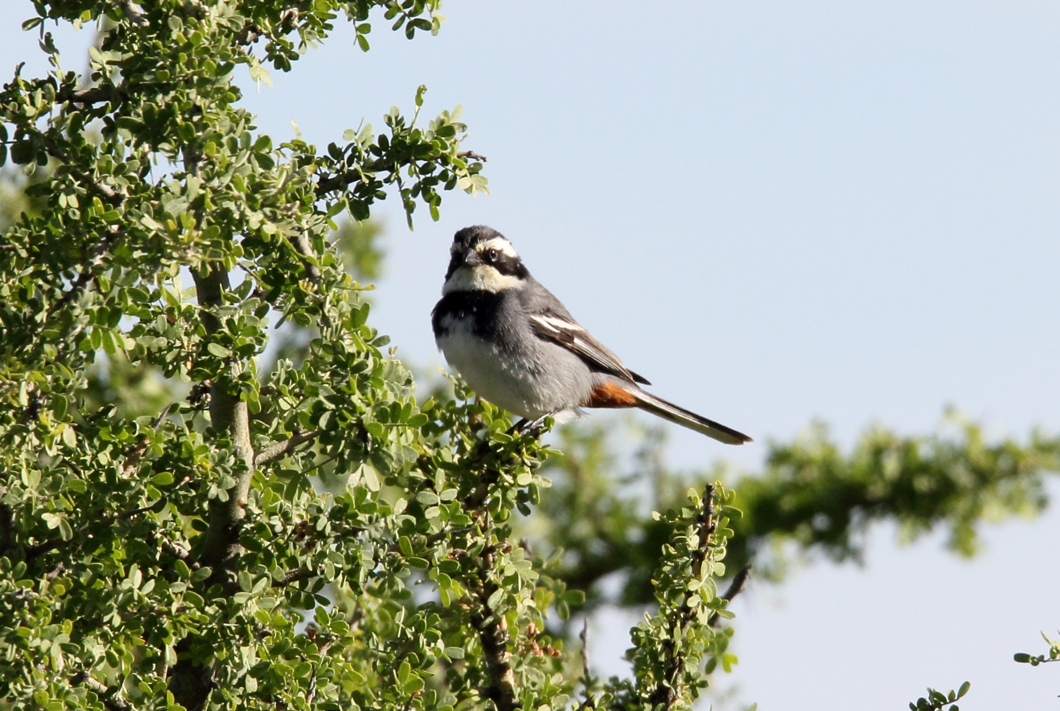 Ringed Warbling Finch