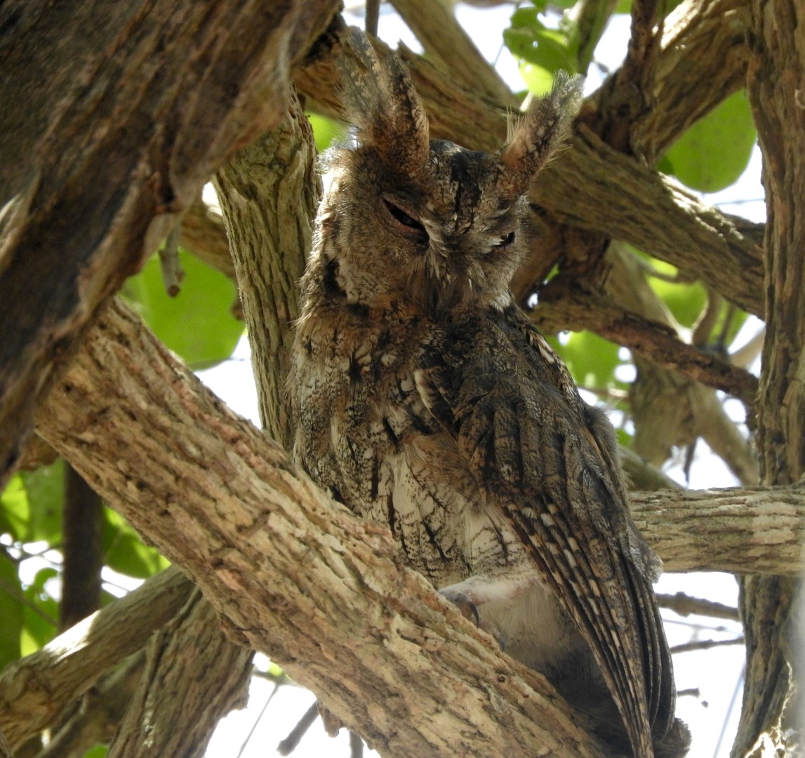 Rinjani scops owl