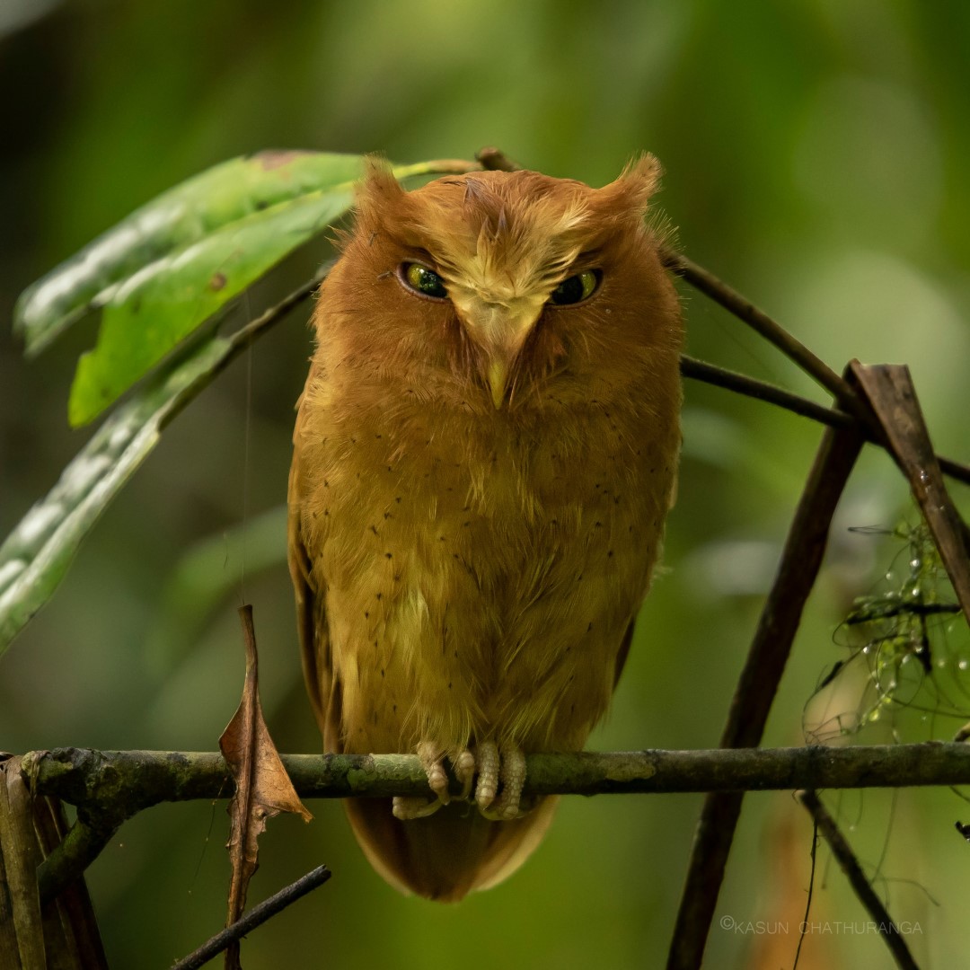 Rinjani scops owl