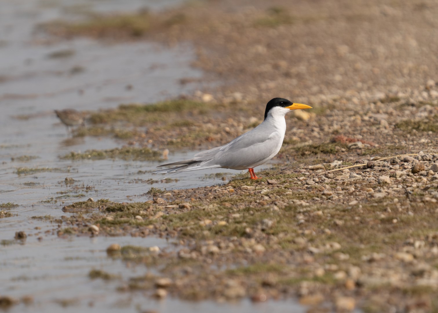 River tern