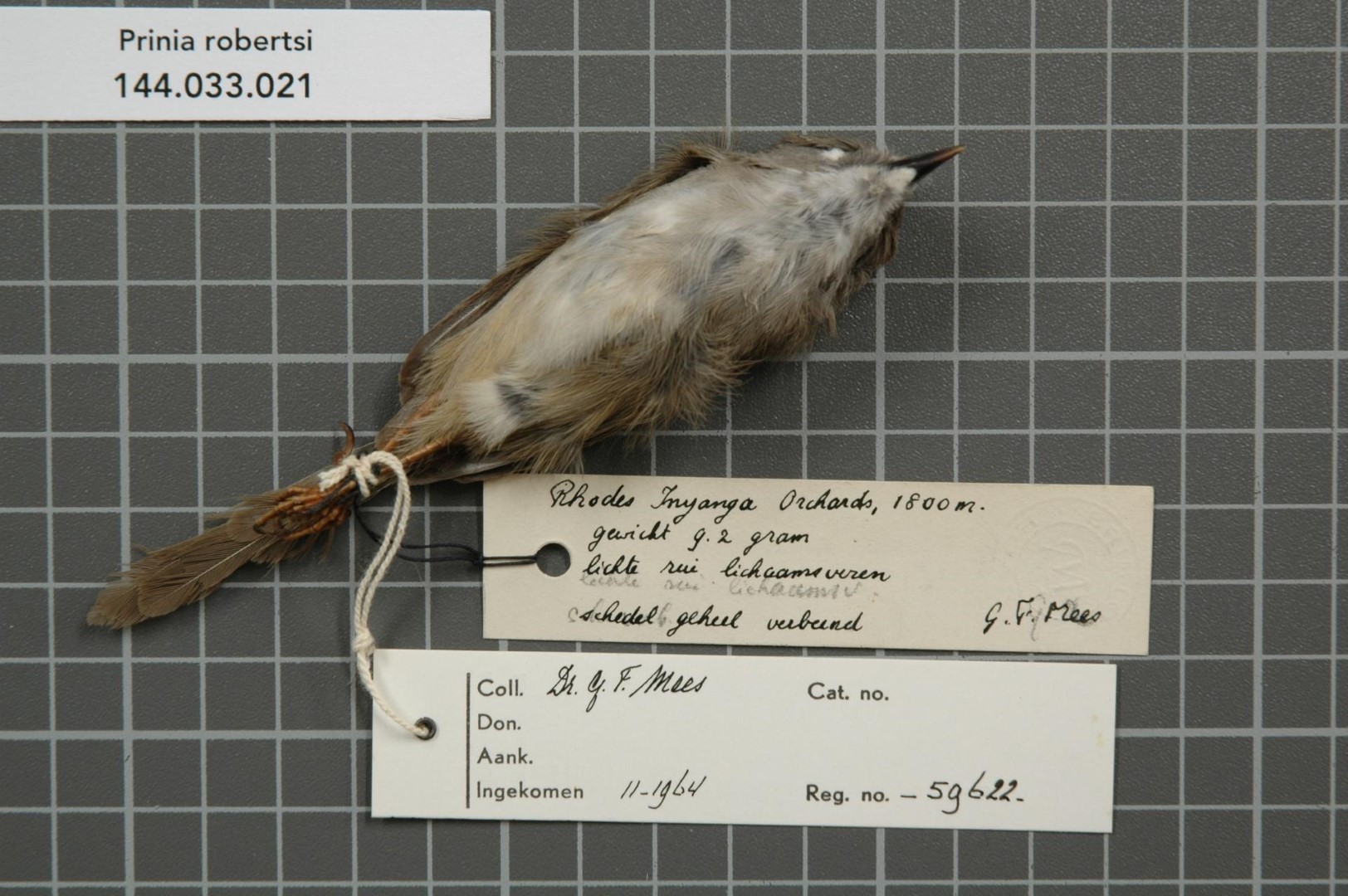 Roberts's Mountain Finch